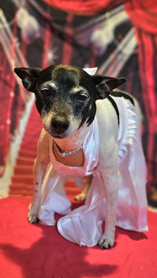 - Marilyn Monroe pet costume, Marilyn Monroe dog dress, Marilyn monroe cat costume