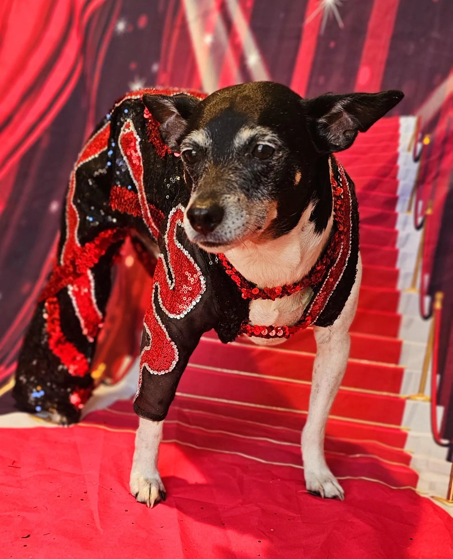 -  Reputation Pet body suit, Reputation dog body suit, Reputation cat body suit, Taylor Era's tour pet costume, Reputation pet costume