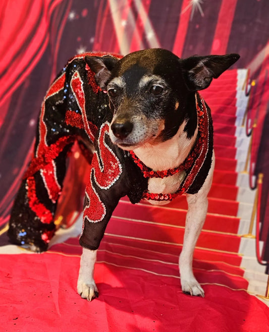 -  Reputation Pet body suit, Reputation dog body suit, Reputation cat body suit, Taylor Era's tour pet costume, Reputation pet costume