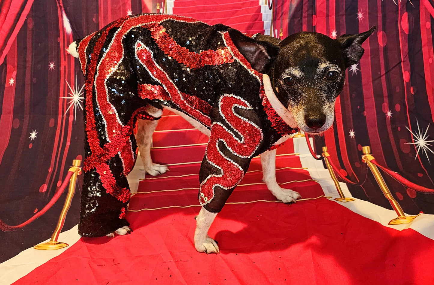 -  Reputation Pet body suit, Reputation dog body suit, Reputation cat body suit, Taylor Era's tour pet costume, Reputation pet costume