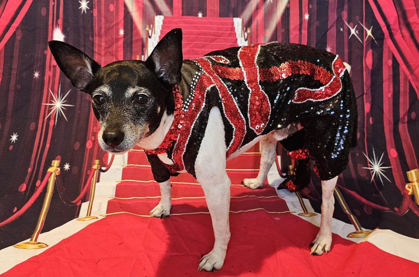 -  Reputation Pet body suit, Reputation dog body suit, Reputation cat body suit, Taylor Era's tour pet costume, Reputation pet costume