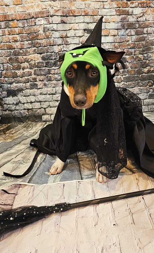 - Wicked Witch of the West pet costume, Elphaba pet costume, wicked witch of the west dog costume, wicked witch of the west cat costume