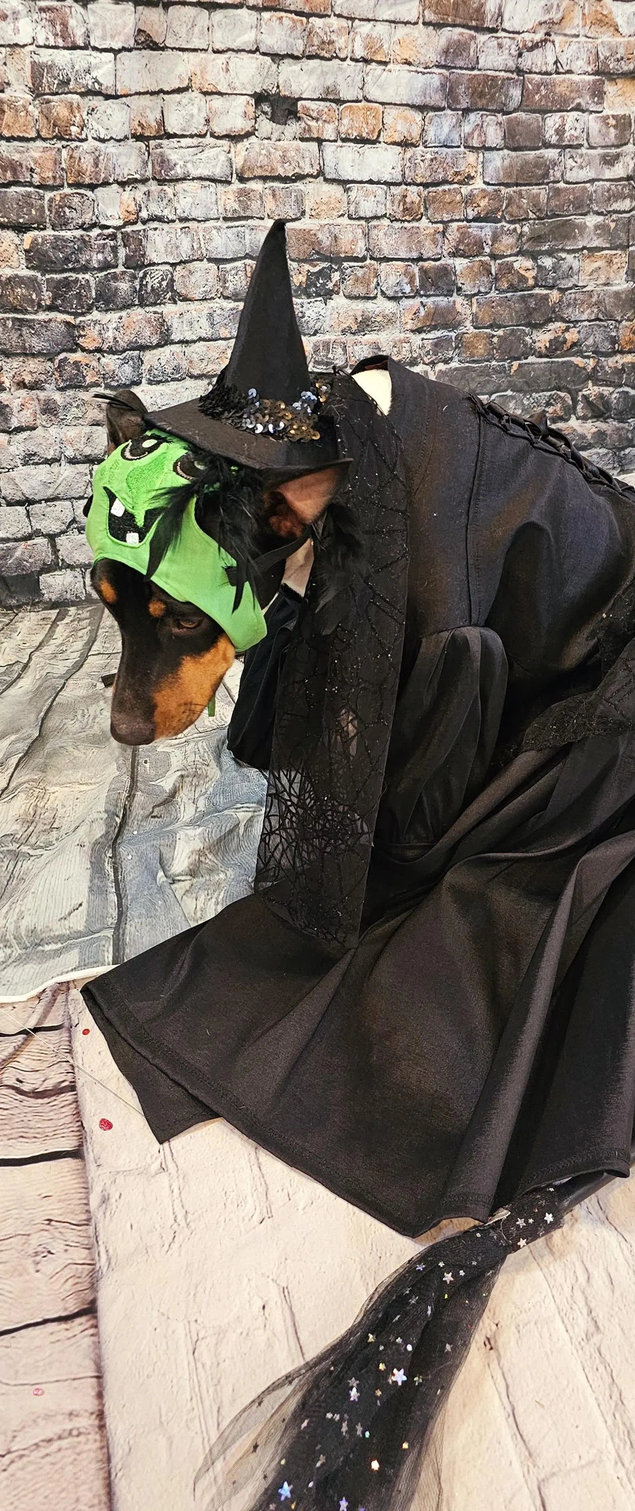 - Wicked Witch of the West pet costume, Elphaba pet costume, wicked witch of the west dog costume, wicked witch of the west cat costume