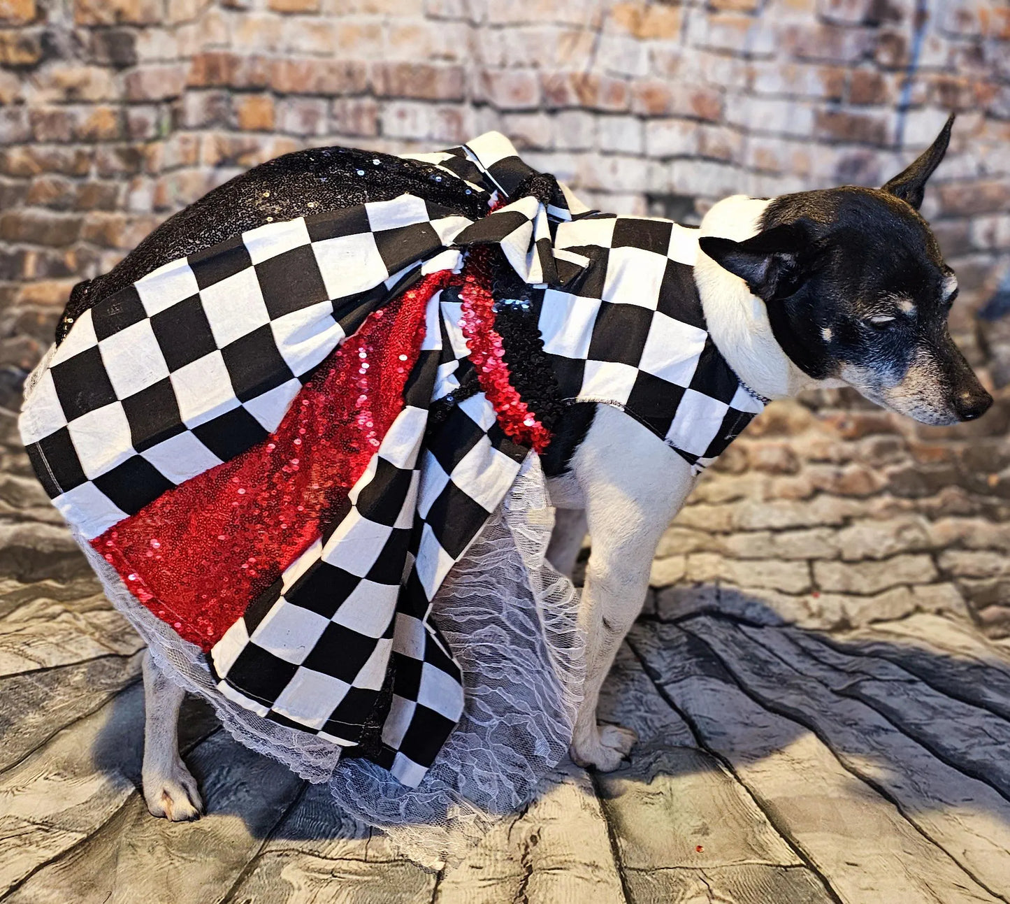 - Racer sequin pet costume, racer glitter dog costume, race car driver pet dress, raceway pet dress, race car driver dog costume, racer cat costume