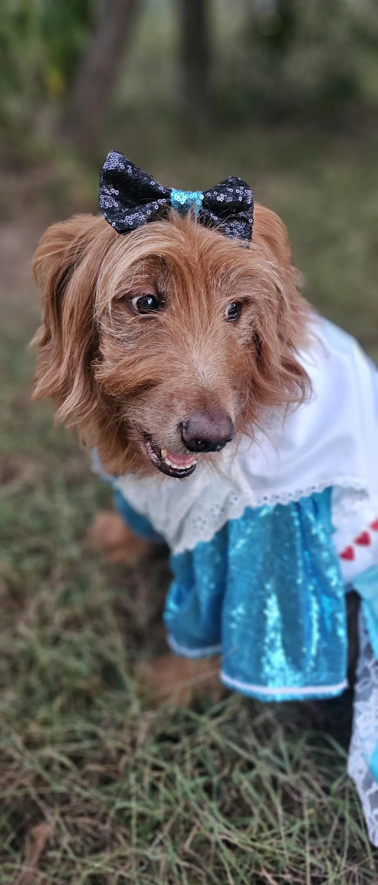 -  Wonderland pet costume, Alice in Wonderland pet costume, Alice in Wonderland sequin dog costume, Alice pet costume, Alice cat costume, Alice dog costume, Pet Alice Costume