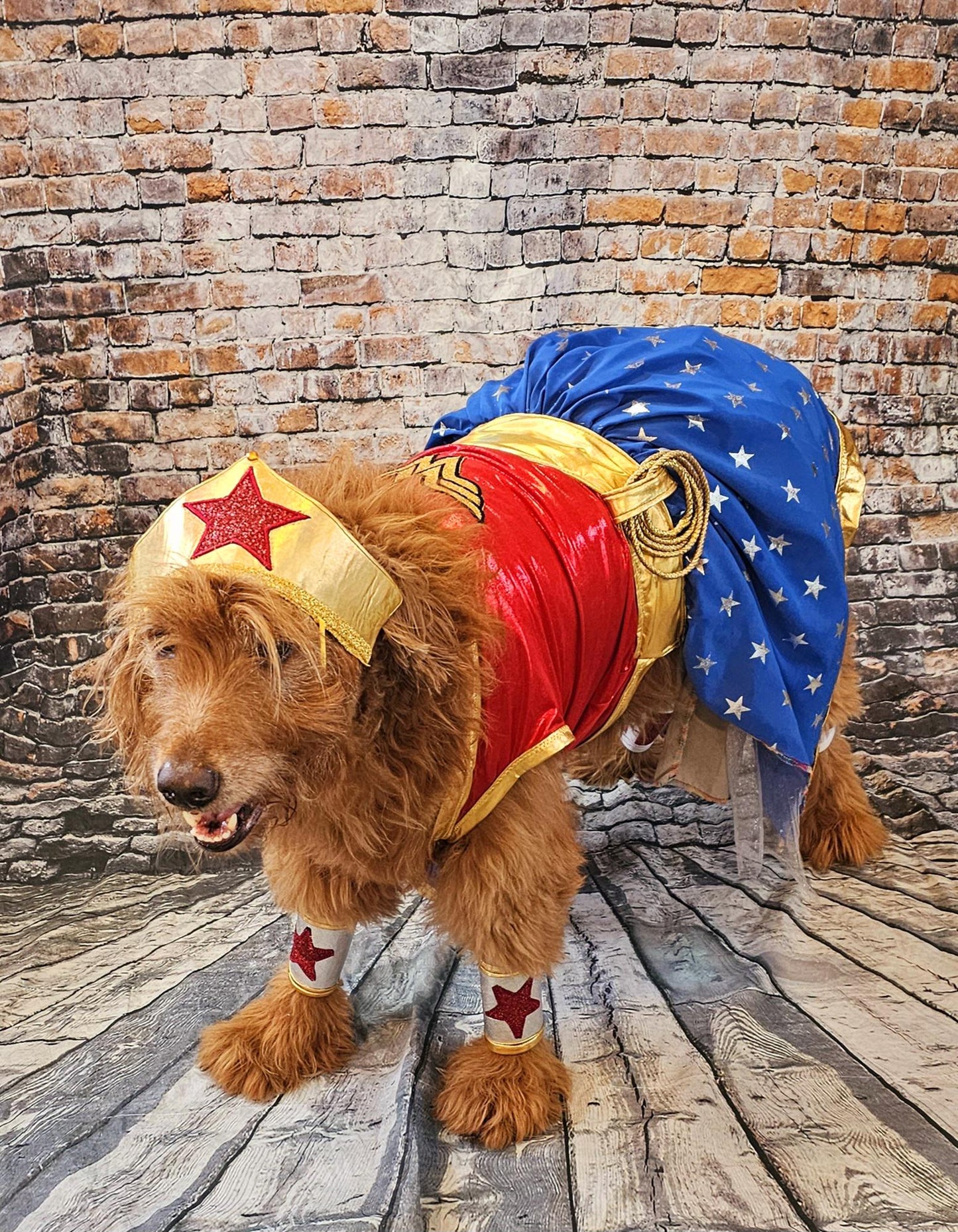 - Wonder Women glitter pet costume, Wonder Women dog costume, super hero pet costume, super hero dog costume, Wonder women cat costume, Halloween pet