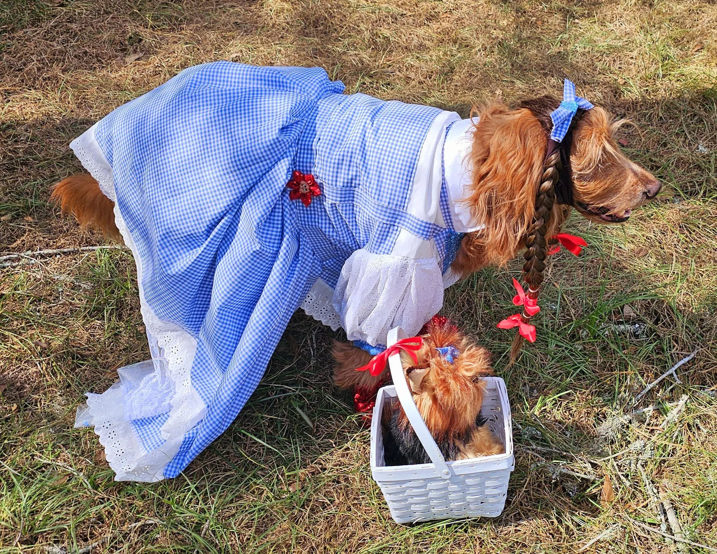 - Dorothy/Toto pet costume, Dorothy/Toto dog costume, Dorothy pet costume, Dorothy, Toto cat costume, pet Dorothy wig, toto and Dorothy pet