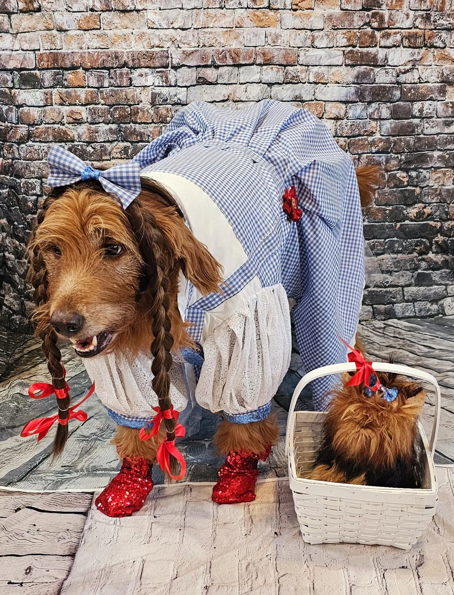 - Dorothy/Toto pet costume, Dorothy/Toto dog costume, Dorothy pet costume, Dorothy, Toto cat costume, pet Dorothy wig, toto and Dorothy pet