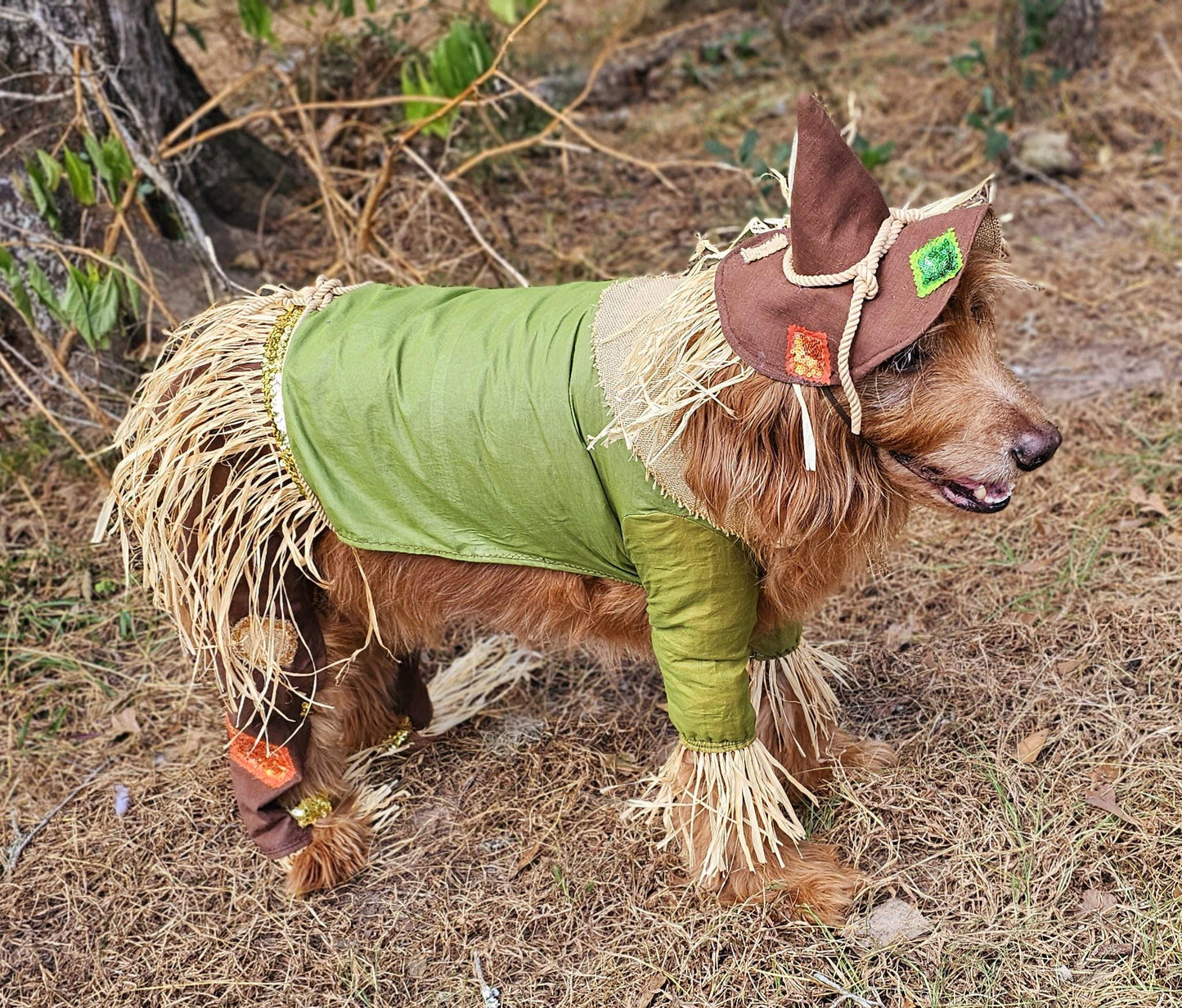 - Scarecrow pet costume, Scarecrow dog costume, Scarecrow cat costume
