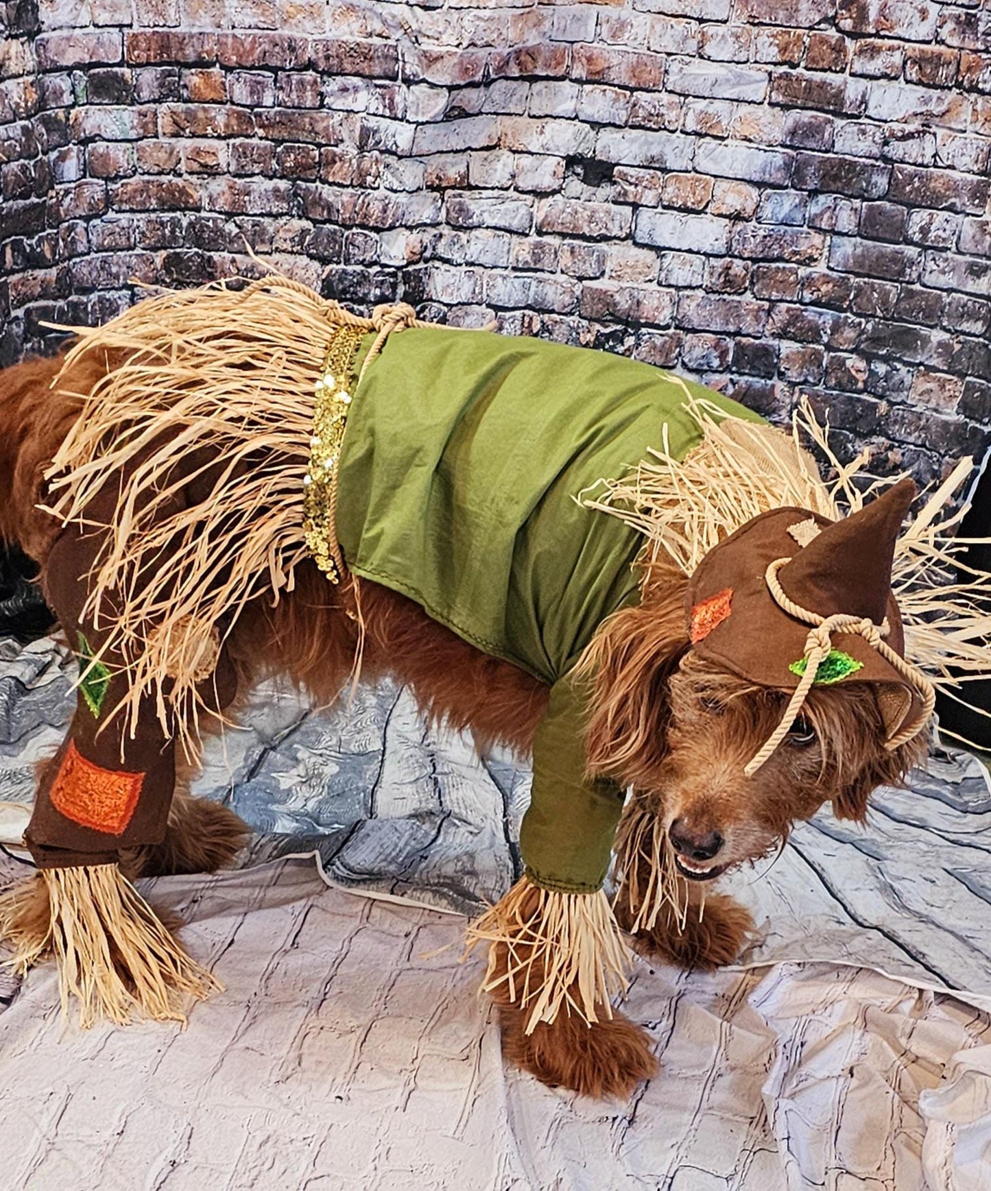 - Scarecrow pet costume, Scarecrow dog costume, Scarecrow cat costume