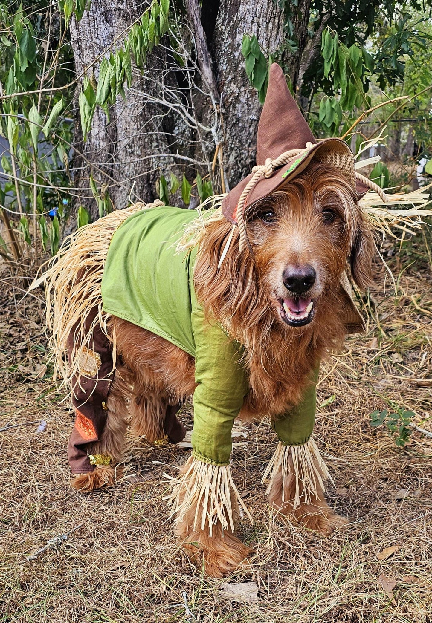 - Scarecrow pet costume, Scarecrow dog costume, Scarecrow cat costume