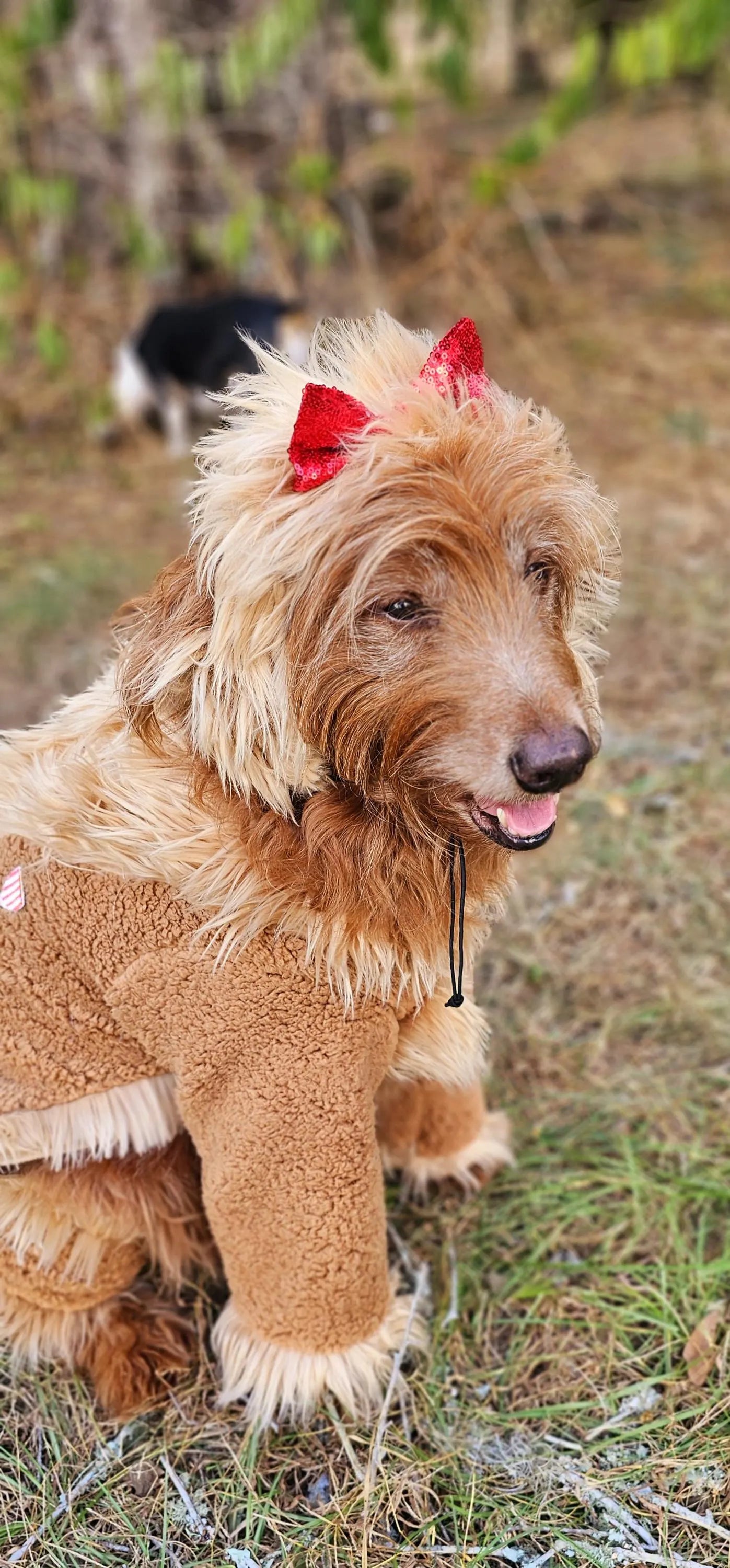 - Cowardly lion pet costume, Cowardly Lion dog costume, Cowardly Lion cat costume, Lion pet costume, Lion dog costume, pet Lion costume
