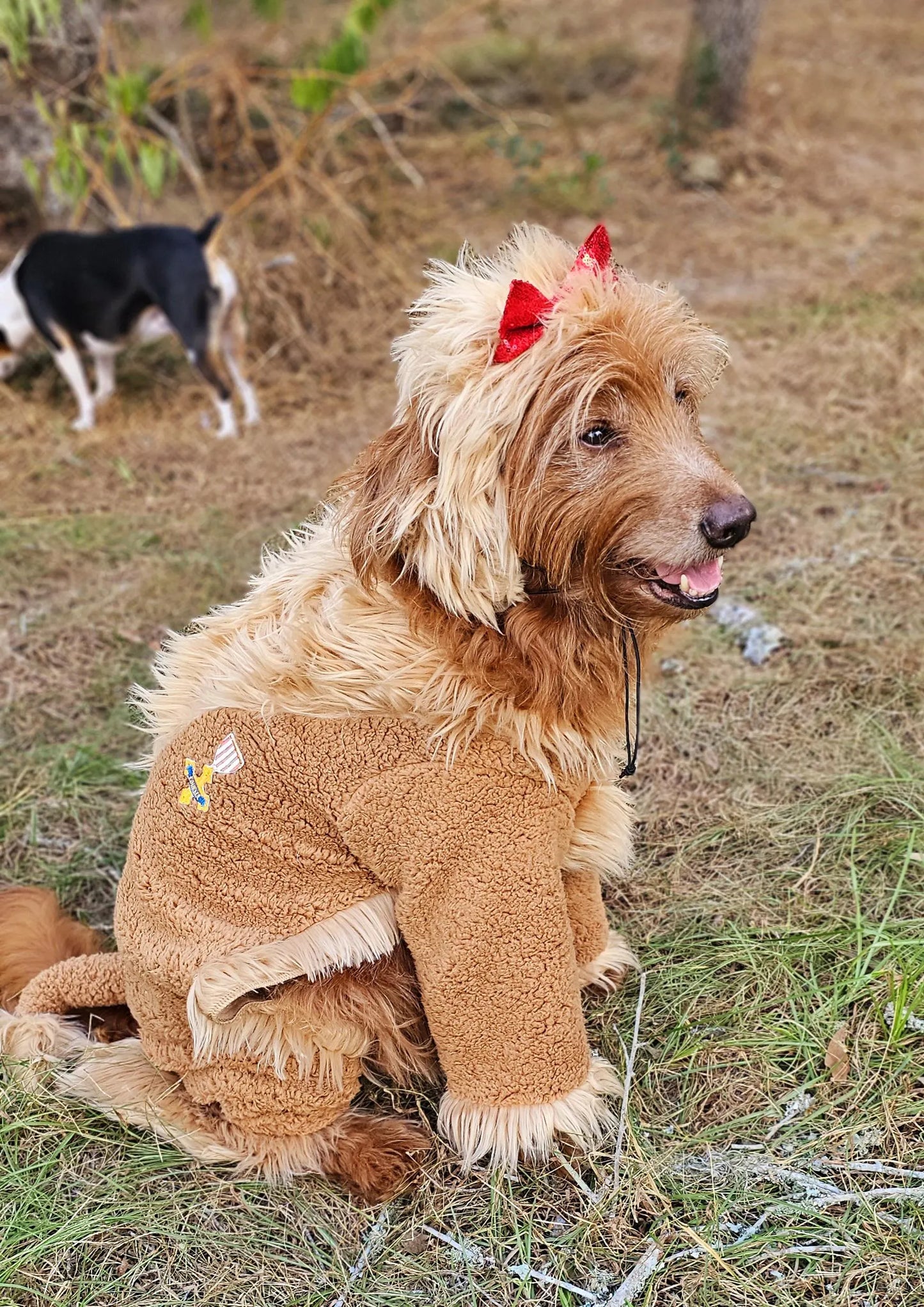 - Cowardly lion pet costume, Cowardly Lion dog costume, Cowardly Lion cat costume, Lion pet costume, Lion dog costume, pet Lion costume