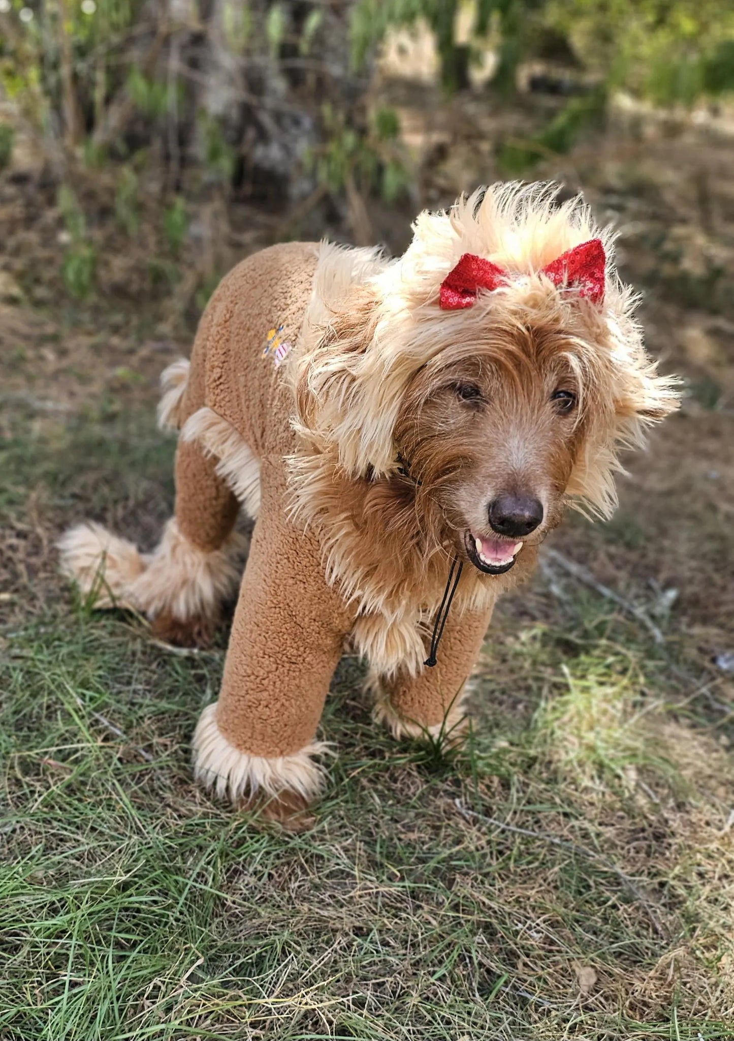 - Cowardly lion pet costume, Cowardly Lion dog costume, Cowardly Lion cat costume, Lion pet costume, Lion dog costume, pet Lion costume