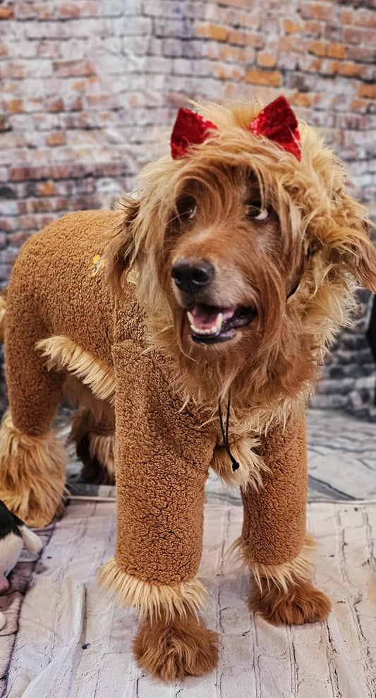 - Cowardly lion pet costume, Cowardly Lion dog costume, Cowardly Lion cat costume, Lion pet costume, Lion dog costume, pet Lion costume