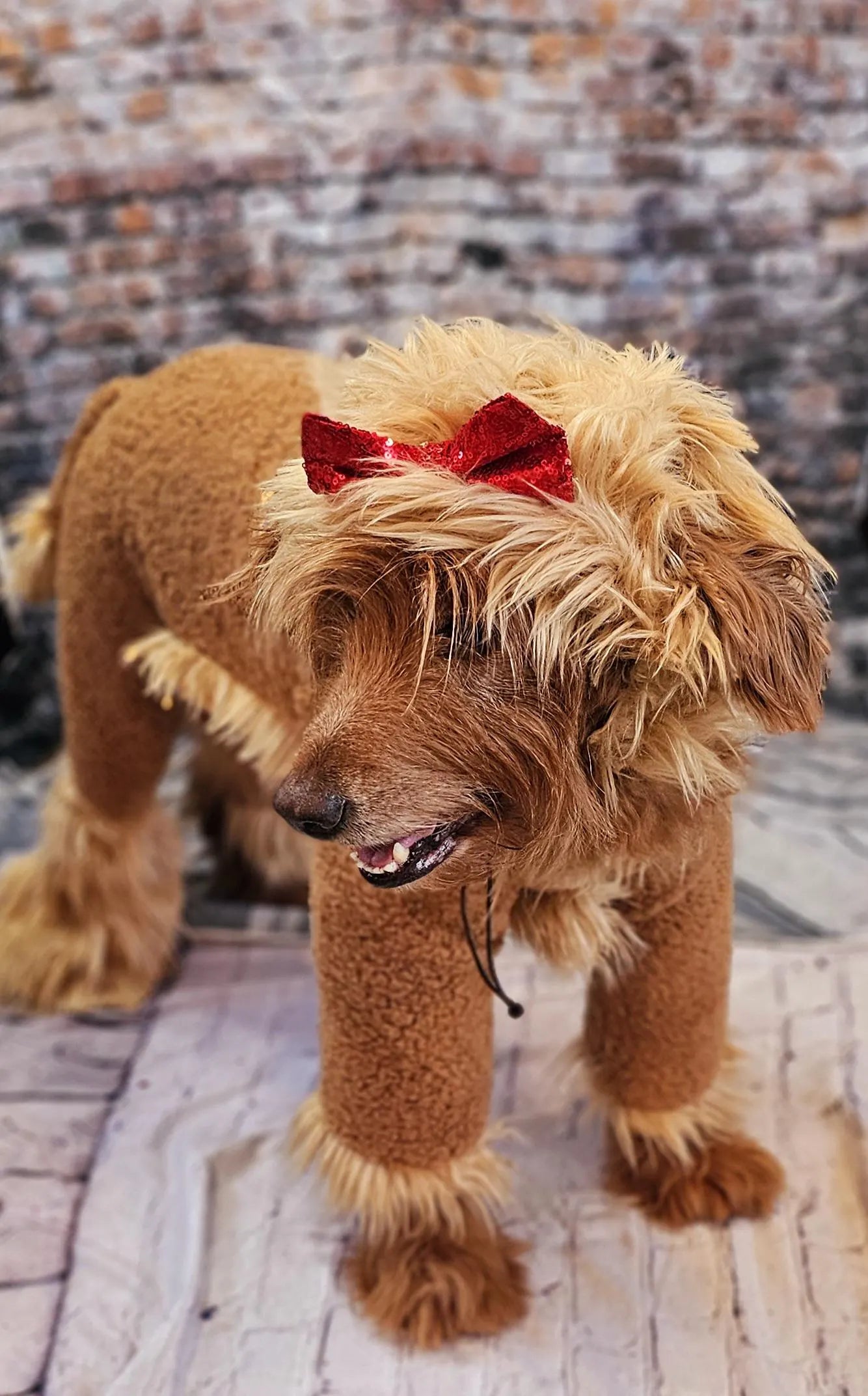 - Cowardly lion pet costume, Cowardly Lion dog costume, Cowardly Lion cat costume, Lion pet costume, Lion dog costume, pet Lion costume