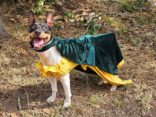 Evermore pet dress, Evermore pet costume, evermore pet dress, evermore dog dress, evermore cat dress, evermore era pet costume, Taylor pet