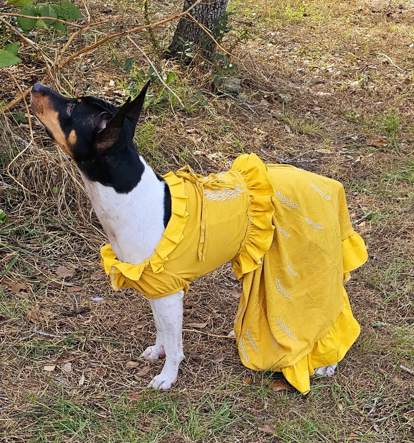 Evermore pet dress, Evermore pet costume, evermore pet dress, evermore dog dress, evermore cat dress, evermore era pet costume, Taylor pet