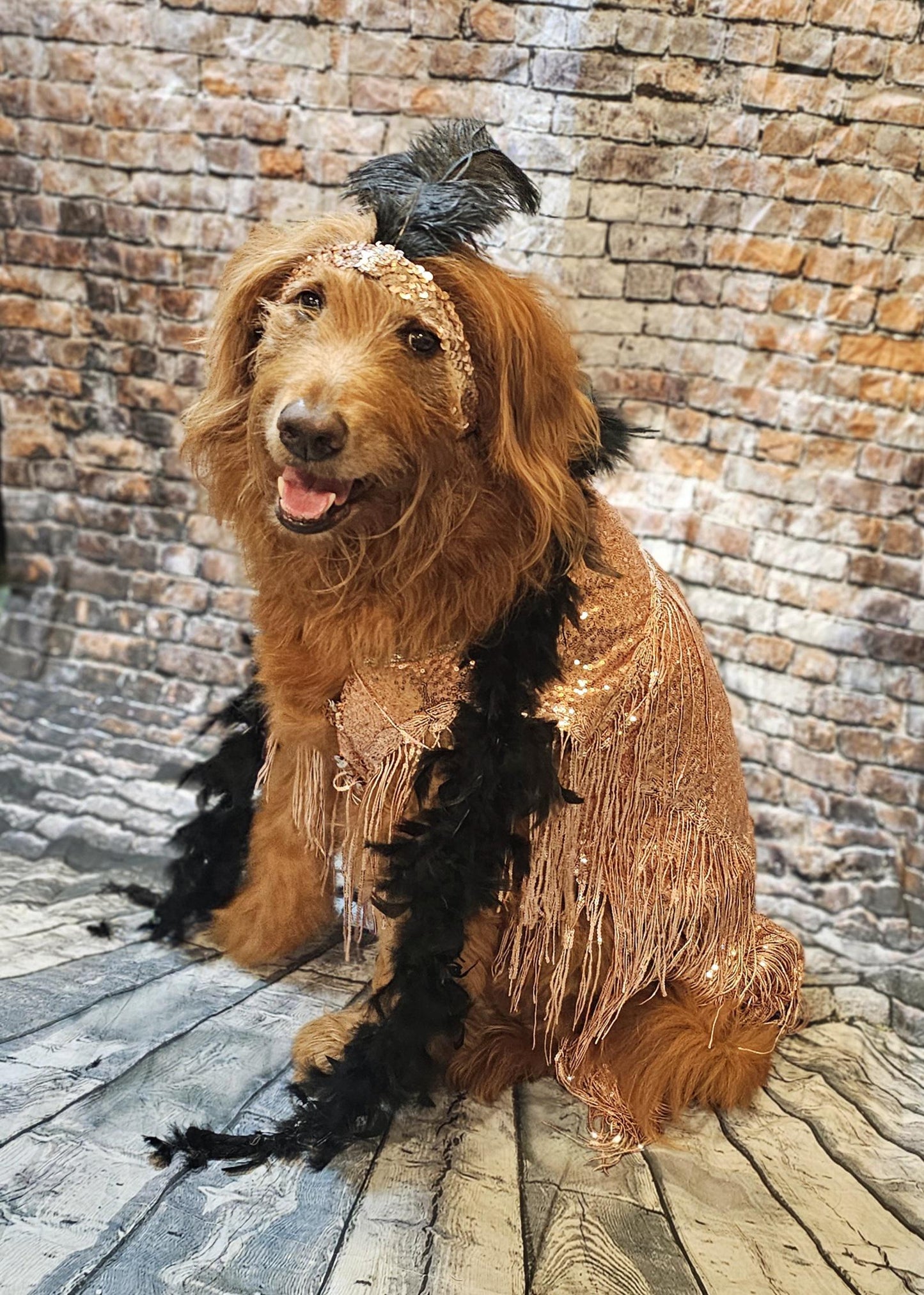 - Flappers sequin pet costume, flappers fringe pet costume