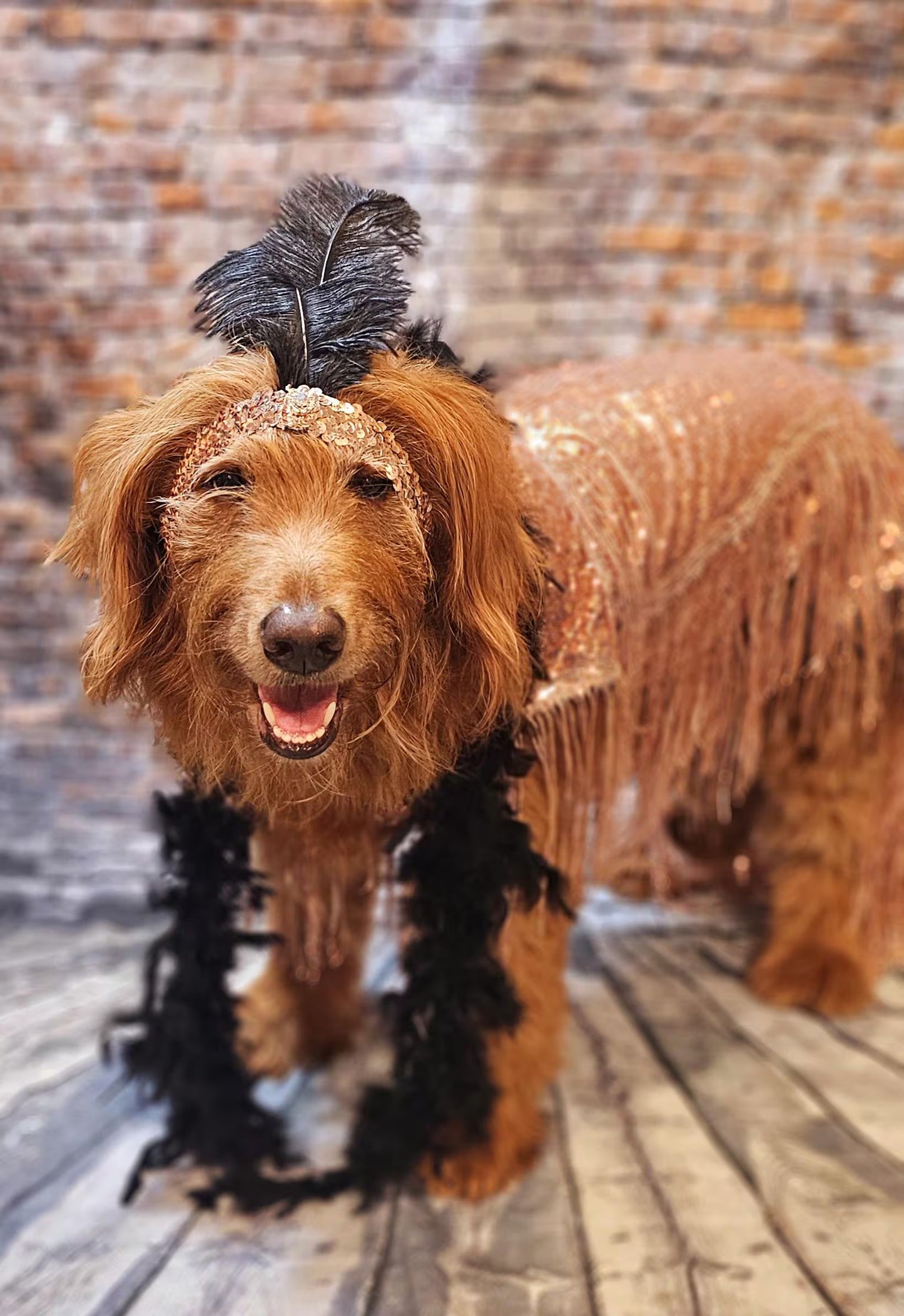 - Flappers sequin pet costume, flappers fringe pet costume