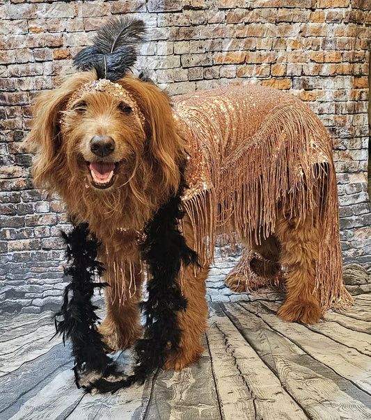Flappers sequin pet costume, flappers fringe pet costume, flapper girl pet costume