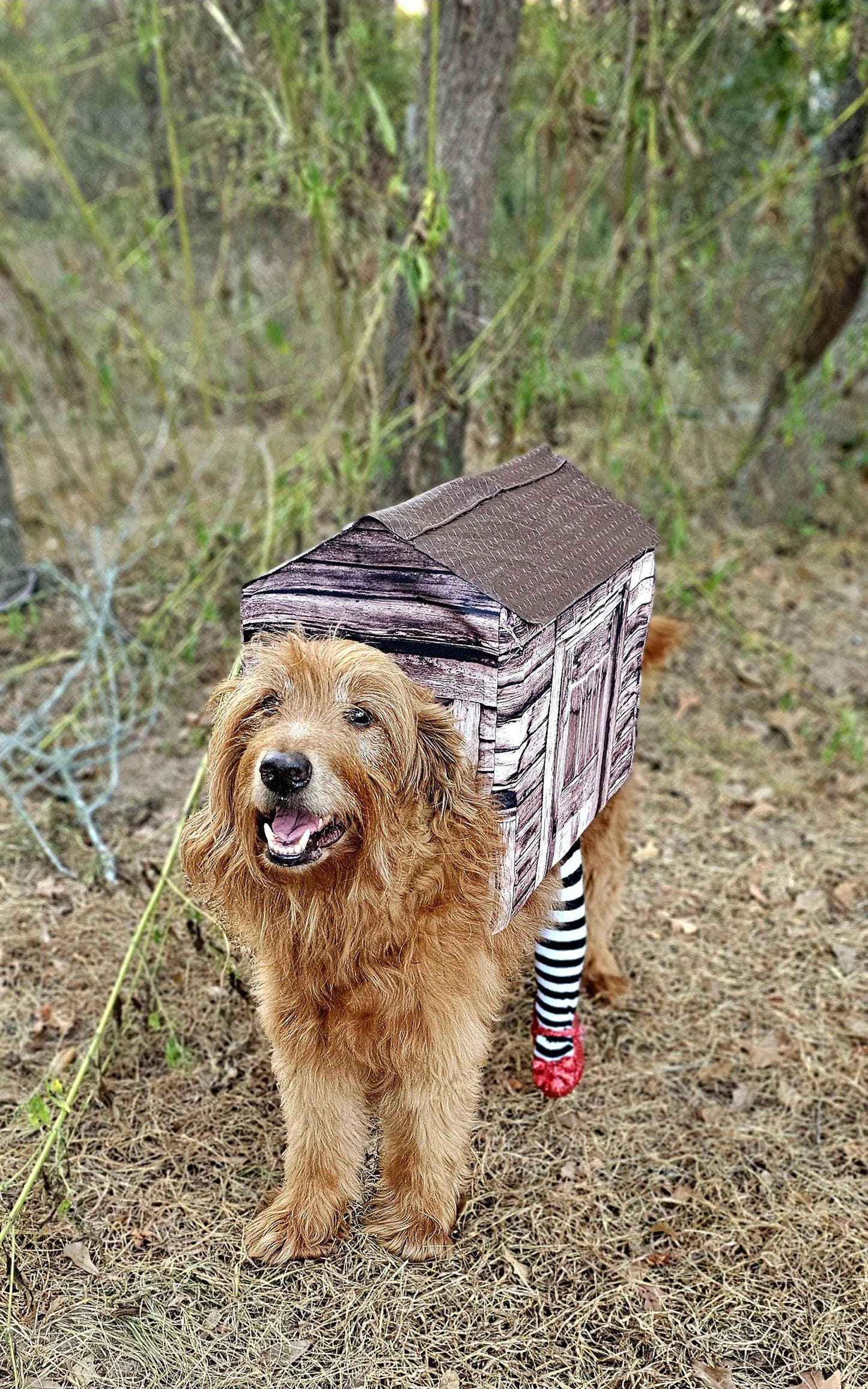 -  A Wicked Witch of the East pet costume, wicked witch East dog costume, wicked witch East cat costume, house pet costume, house dog costume