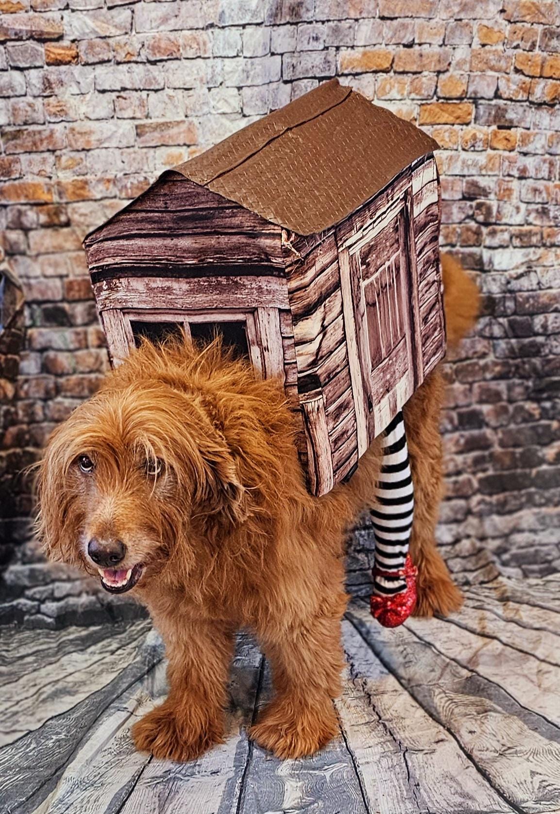 -  A Wicked Witch of the East pet costume, wicked witch East dog costume, wicked witch East cat costume, house pet costume, house dog costume