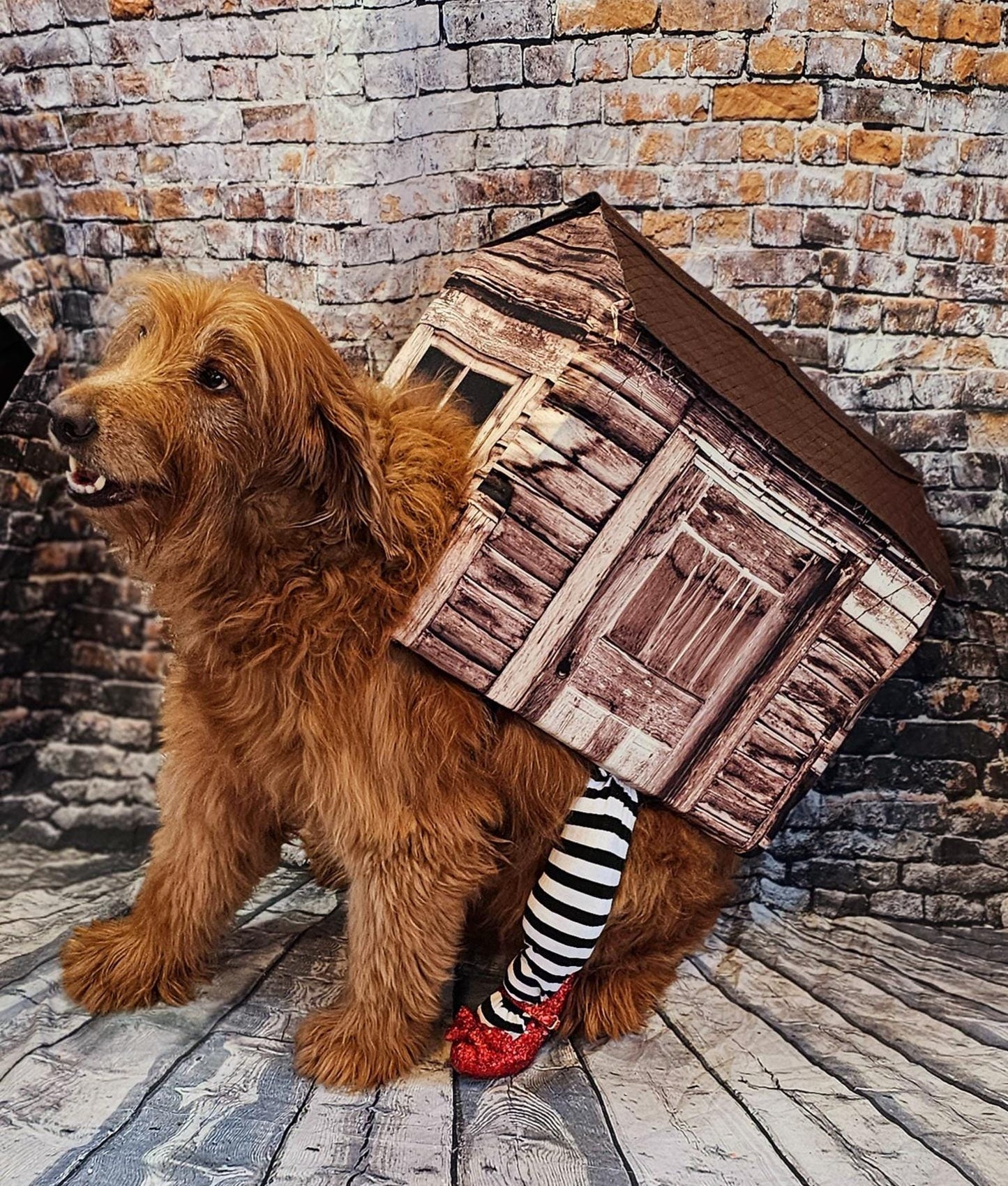 -  A Wicked Witch of the East pet costume, wicked witch East dog costume, wicked witch East cat costume, house pet costume, house dog costume