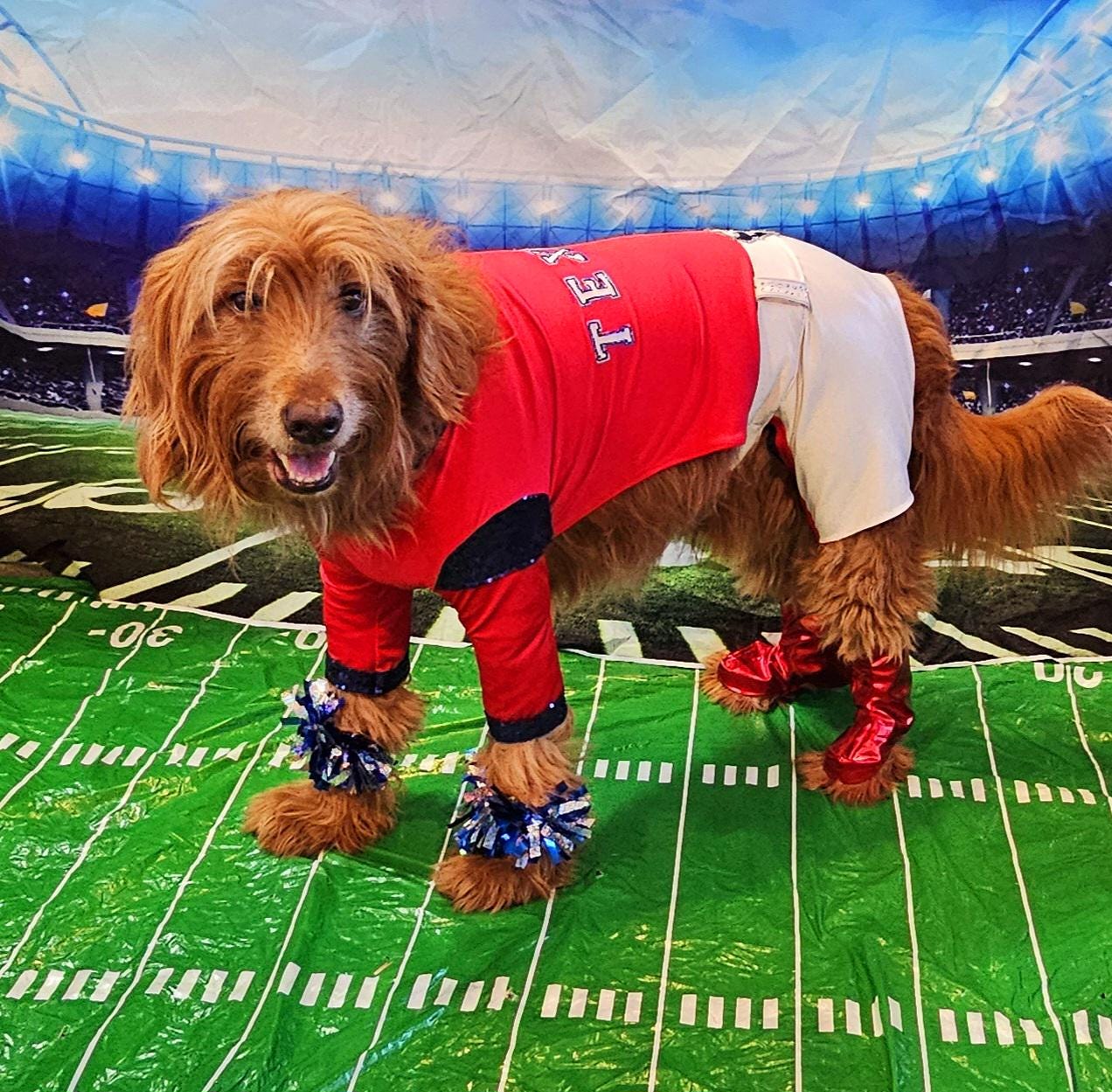 Houston Texans pet cheerleader costume, Texans dog cheerleader, Texans cat cheerleader