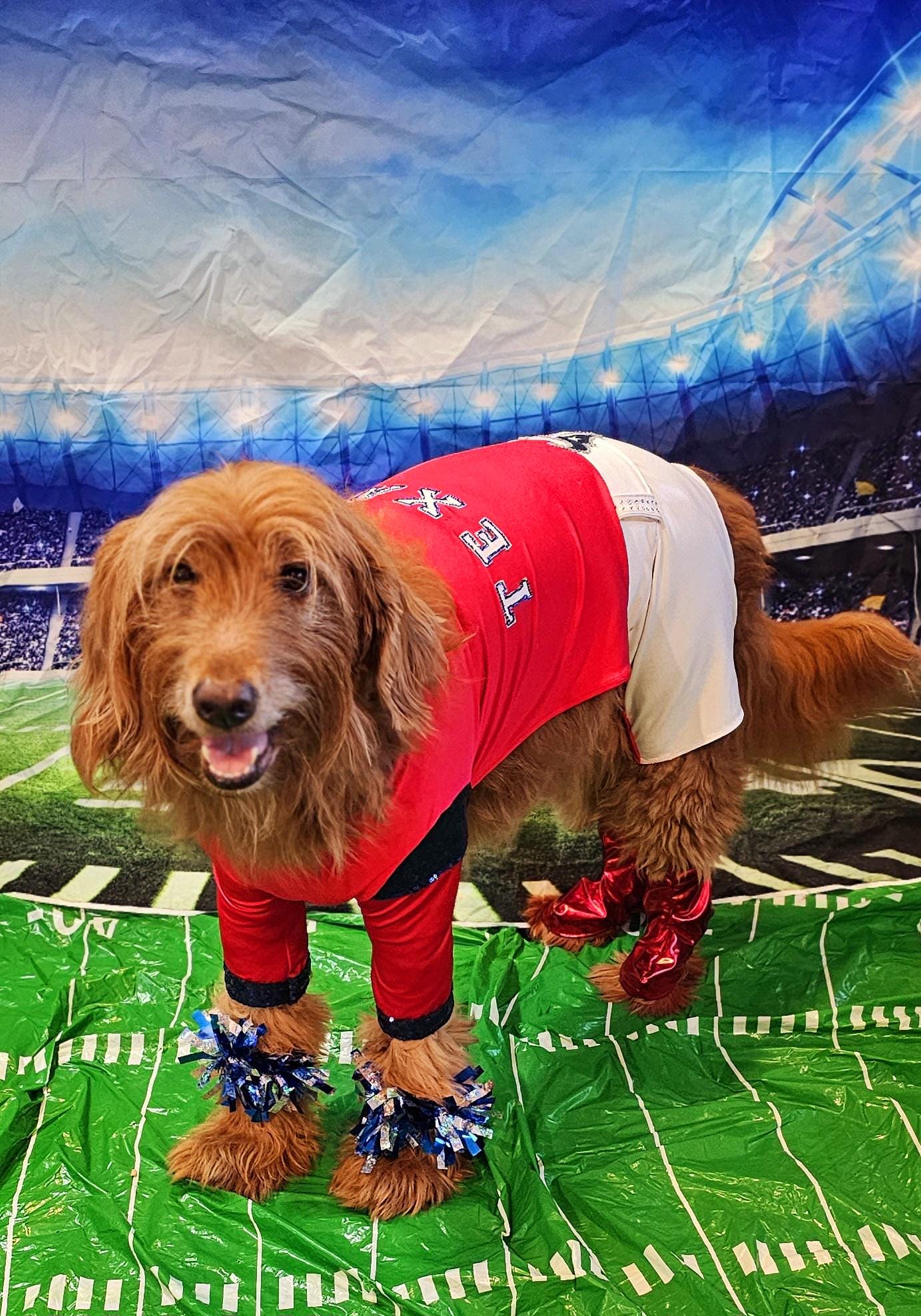 Houston Texans pet cheerleader costume, Texans dog cheerleader, Texans cat cheerleader