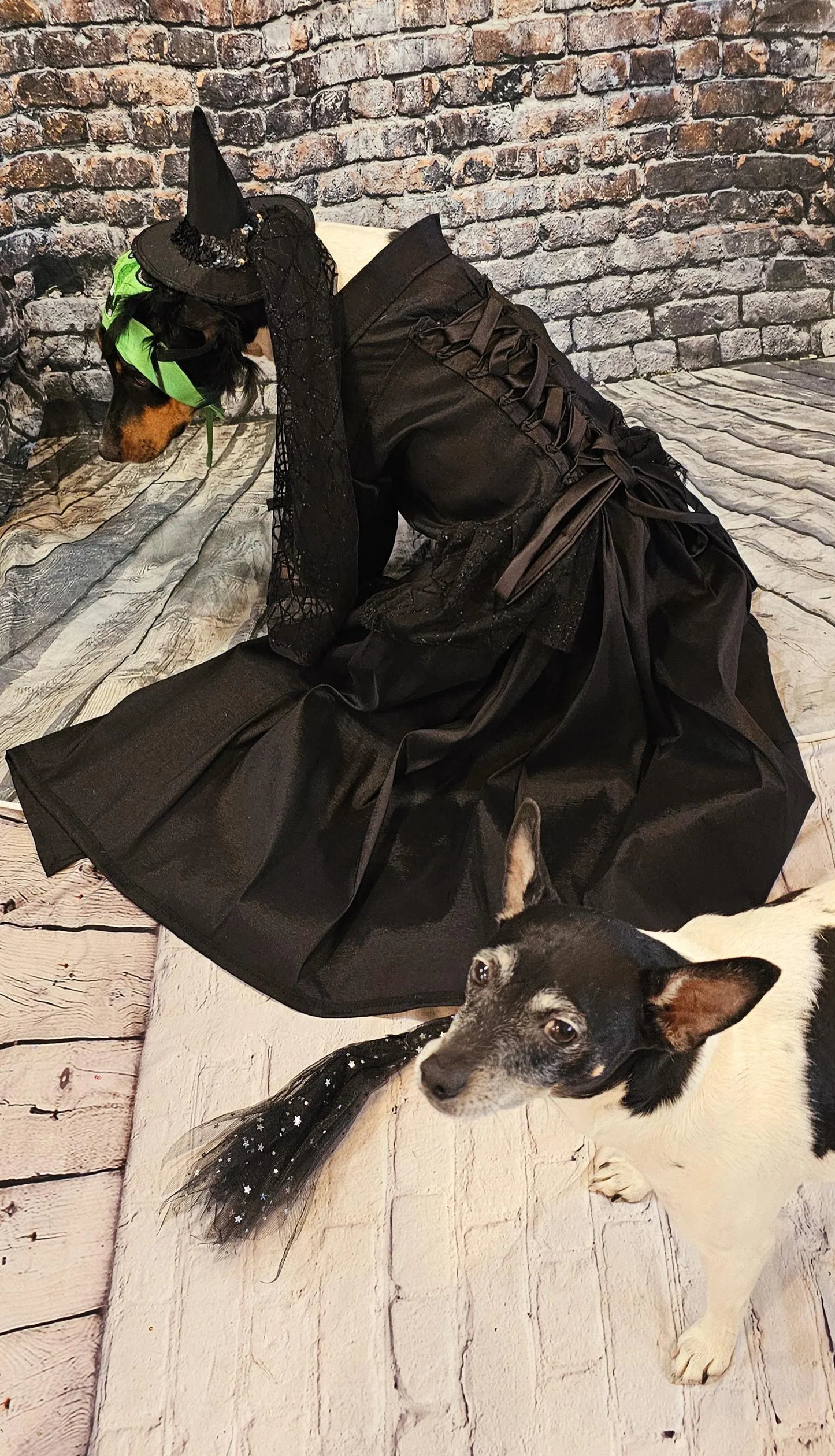 - Wicked Witch of the West pet costume, Elphaba pet costume, wicked witch of the west dog costume, wicked witch of the west cat costume