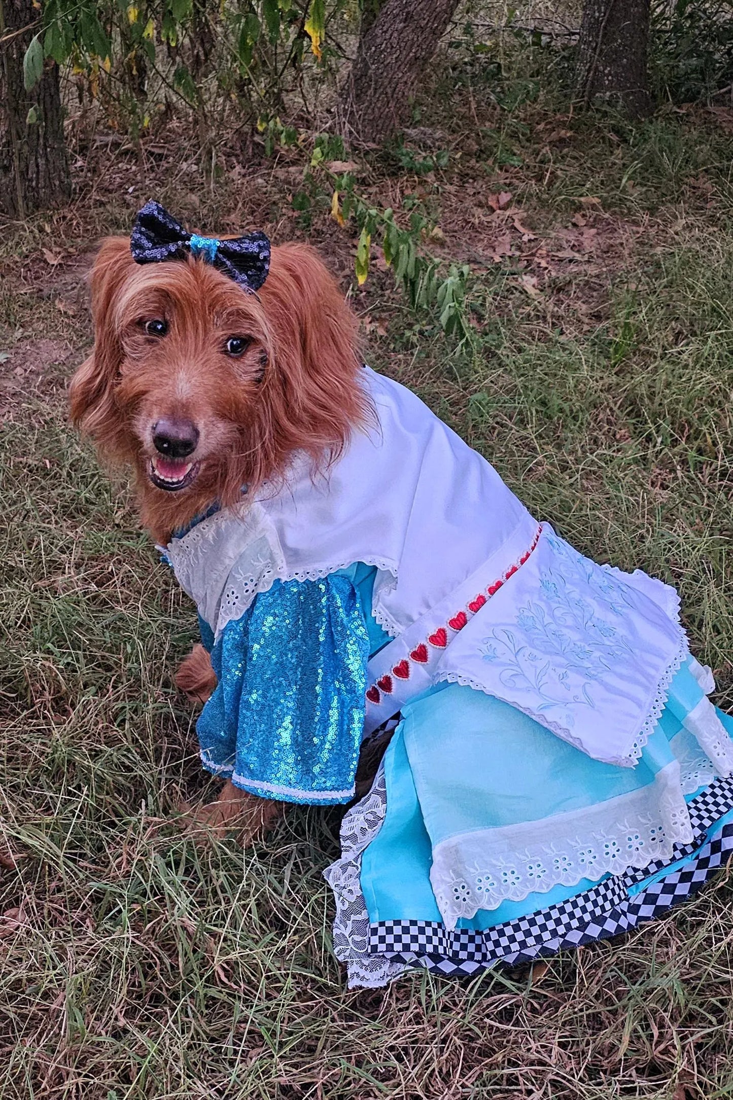-  Wonderland pet costume, Alice in Wonderland pet costume, Alice in Wonderland sequin dog costume, Alice pet costume, Alice cat costume, Alice dog costume, Pet Alice Costume
