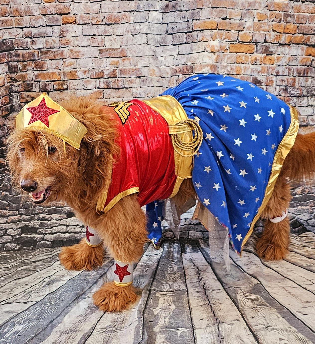 - Wonder Women glitter pet costume, Wonder Women dog costume, super hero pet costume, super hero dog costume, Wonder women cat costume, Halloween pet