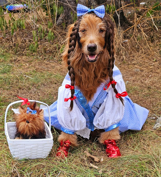 - Dorothy/Toto pet costume, Dorothy/Toto dog costume, Dorothy pet costume, Dorothy, Toto cat costume, pet Dorothy wig, toto and Dorothy pet