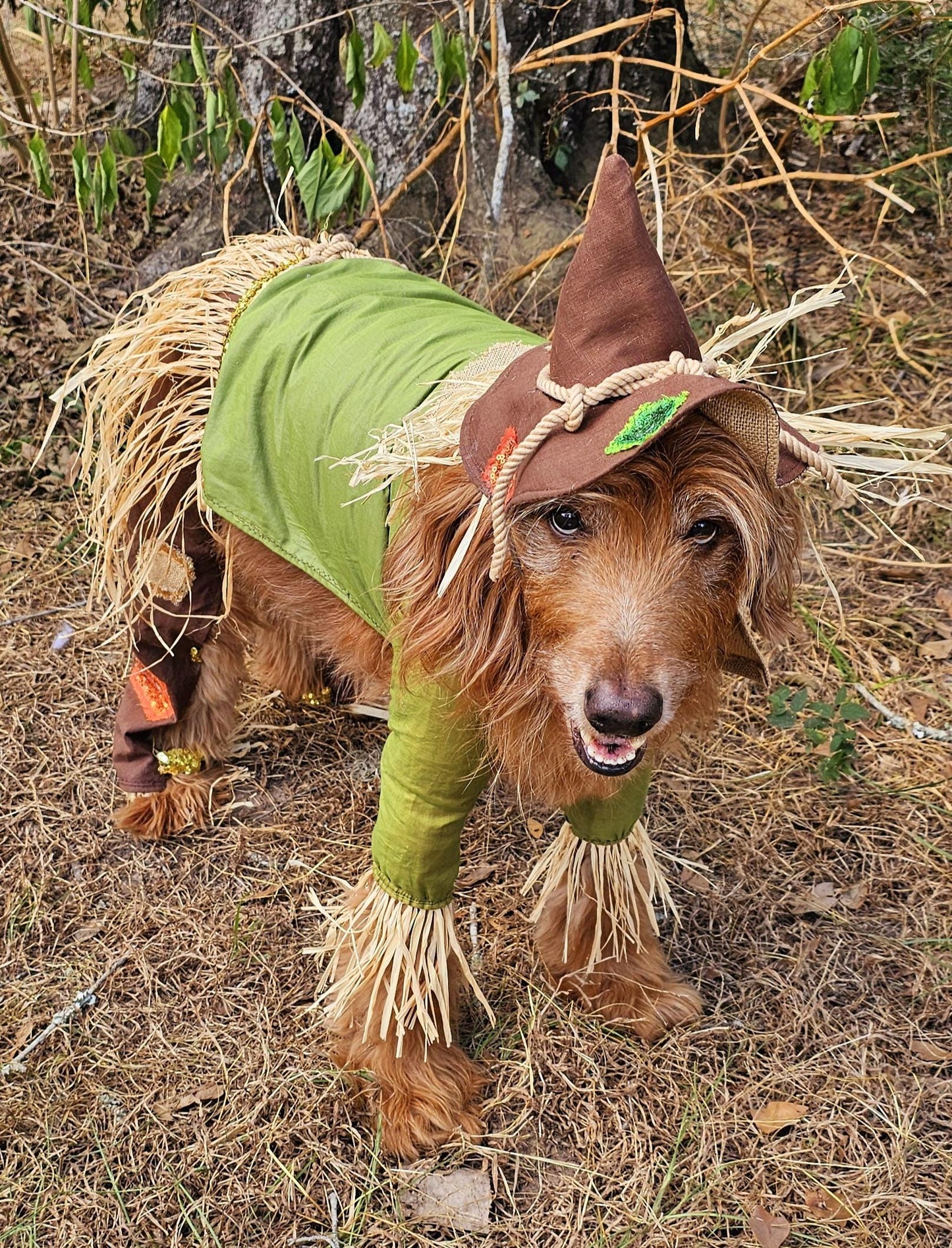 - Scarecrow pet costume, Scarecrow dog costume, Scarecrow cat costume