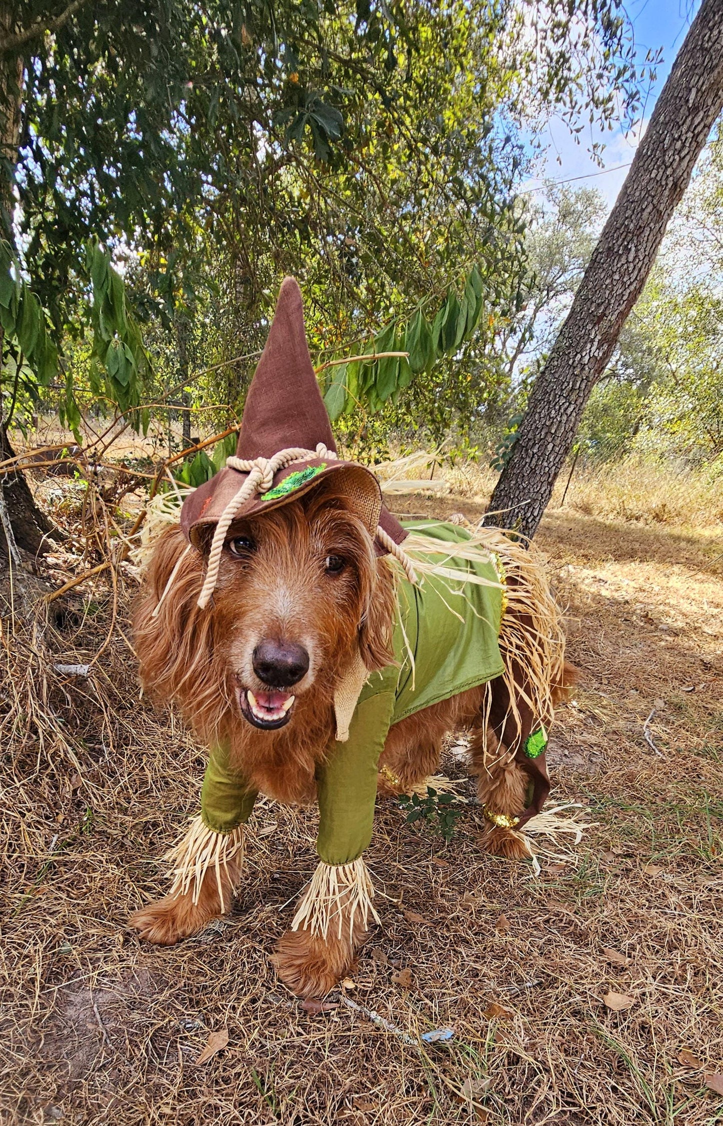 - Scarecrow pet costume, Scarecrow dog costume, Scarecrow cat costume
