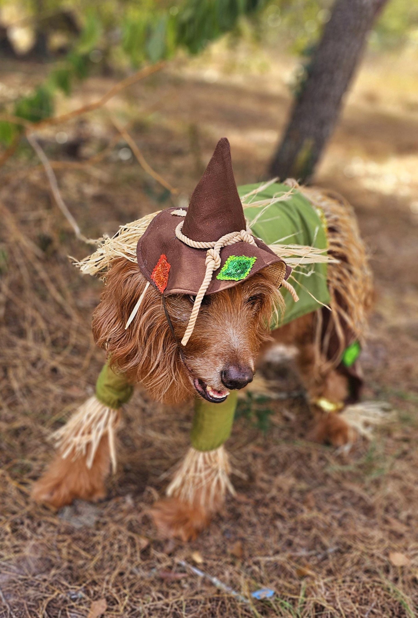 - Scarecrow pet costume, Scarecrow dog costume, Scarecrow cat costume