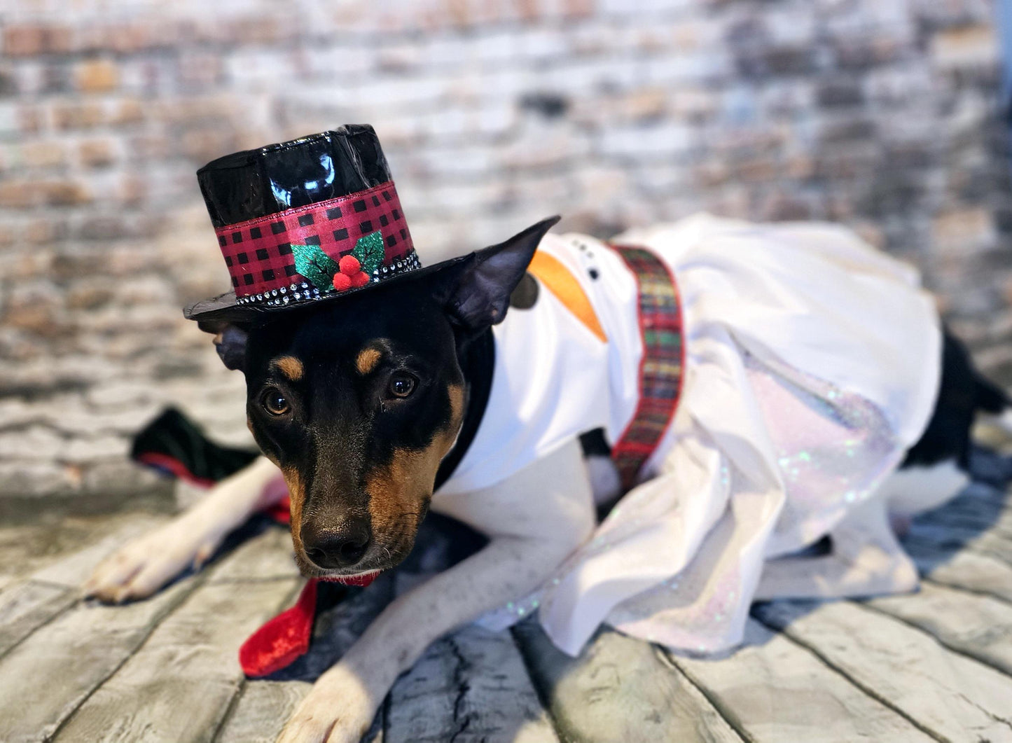 Snowman pet costume, Frosty the snowman pet costume, snowman dog costume, snowman cat costume, frosty pet costume, Christmas pet costume