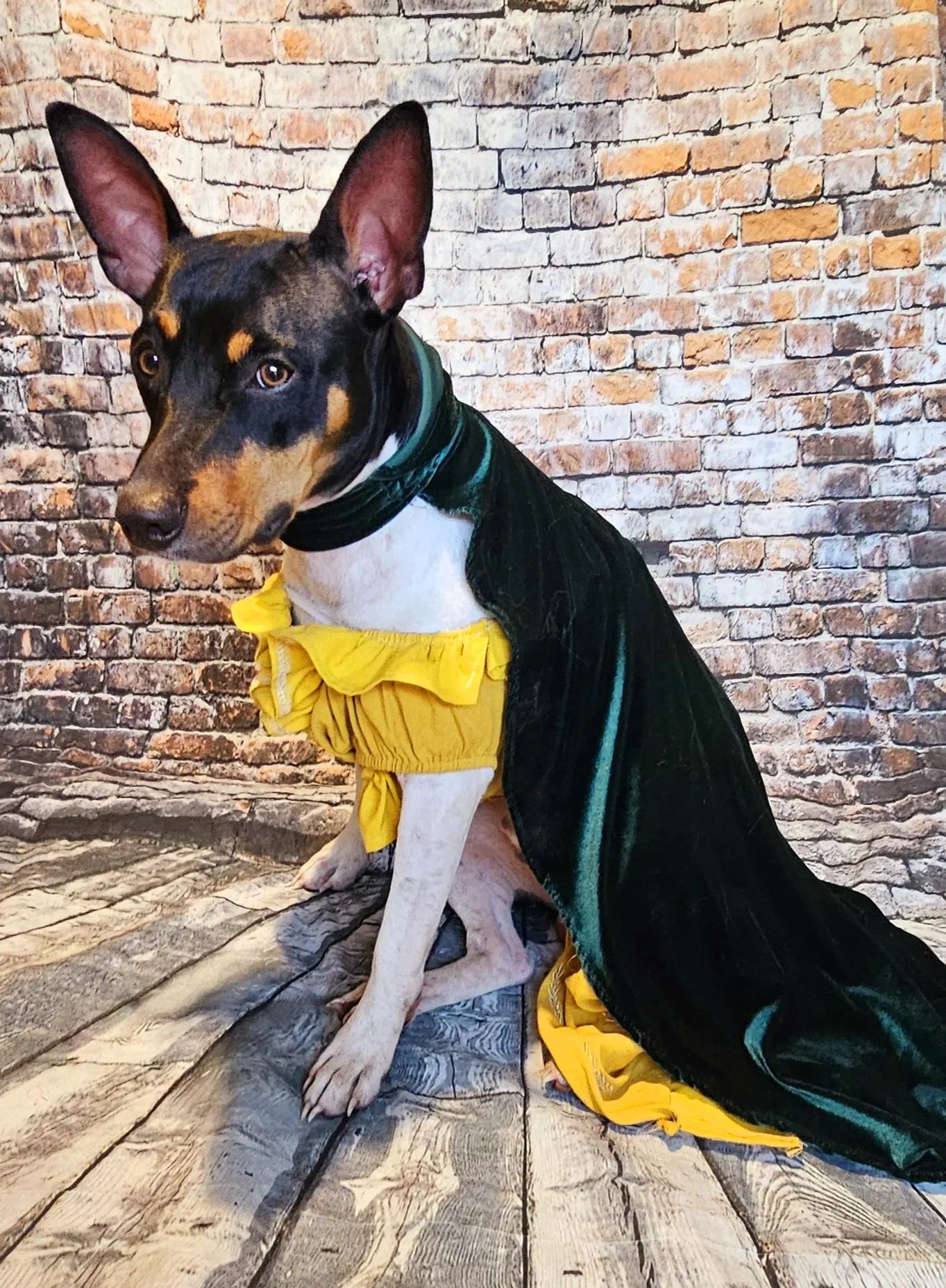 Evermore pet dress, Evermore pet costume, evermore pet dress, evermore dog dress, evermore cat dress, evermore era pet costume, Taylor pet