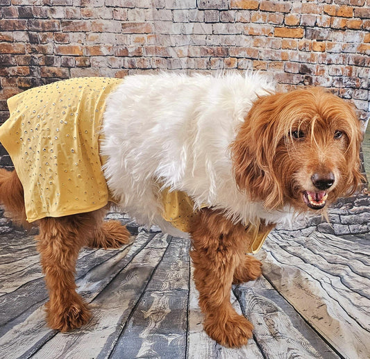 Marilyn Monroe Pet costume, Marilyn Monroe Happy Birthday Mr. President pet dress, Marilyn Monroe dog costume gold dress, pet cat costume