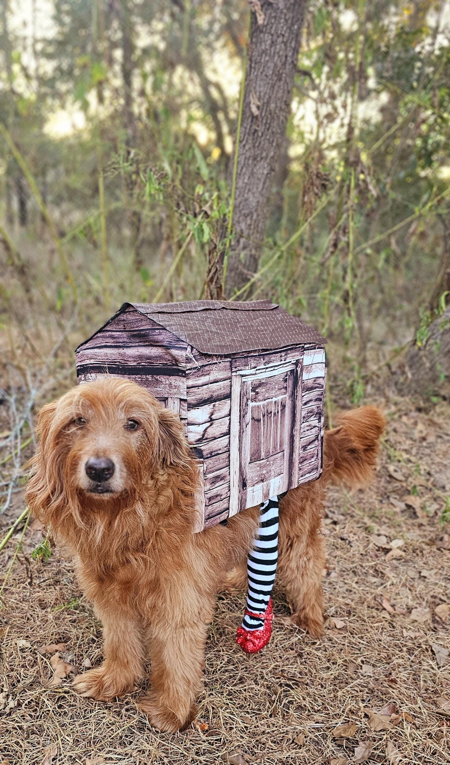 -  A Wicked Witch of the East pet costume, wicked witch East dog costume, wicked witch East cat costume, house pet costume, house dog costume