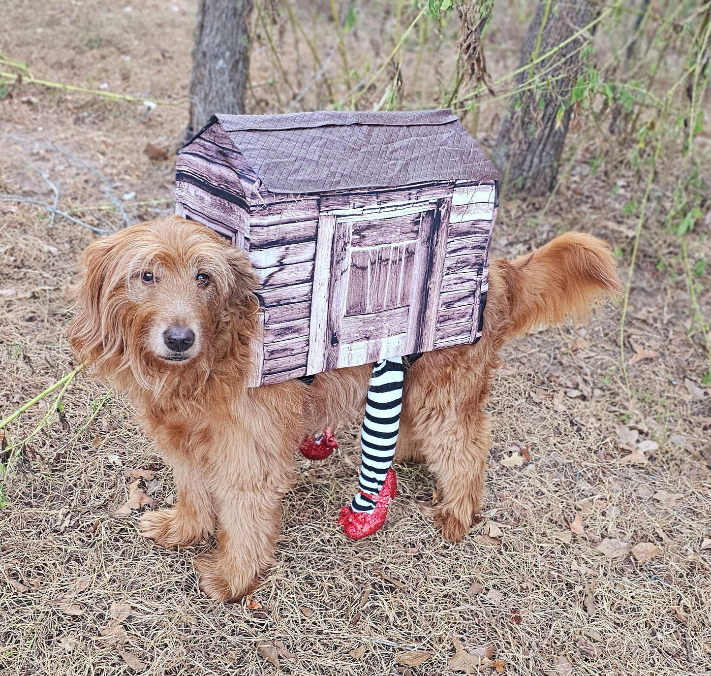 -  A Wicked Witch of the East pet costume, wicked witch East dog costume, wicked witch East cat costume, house pet costume, house dog costume