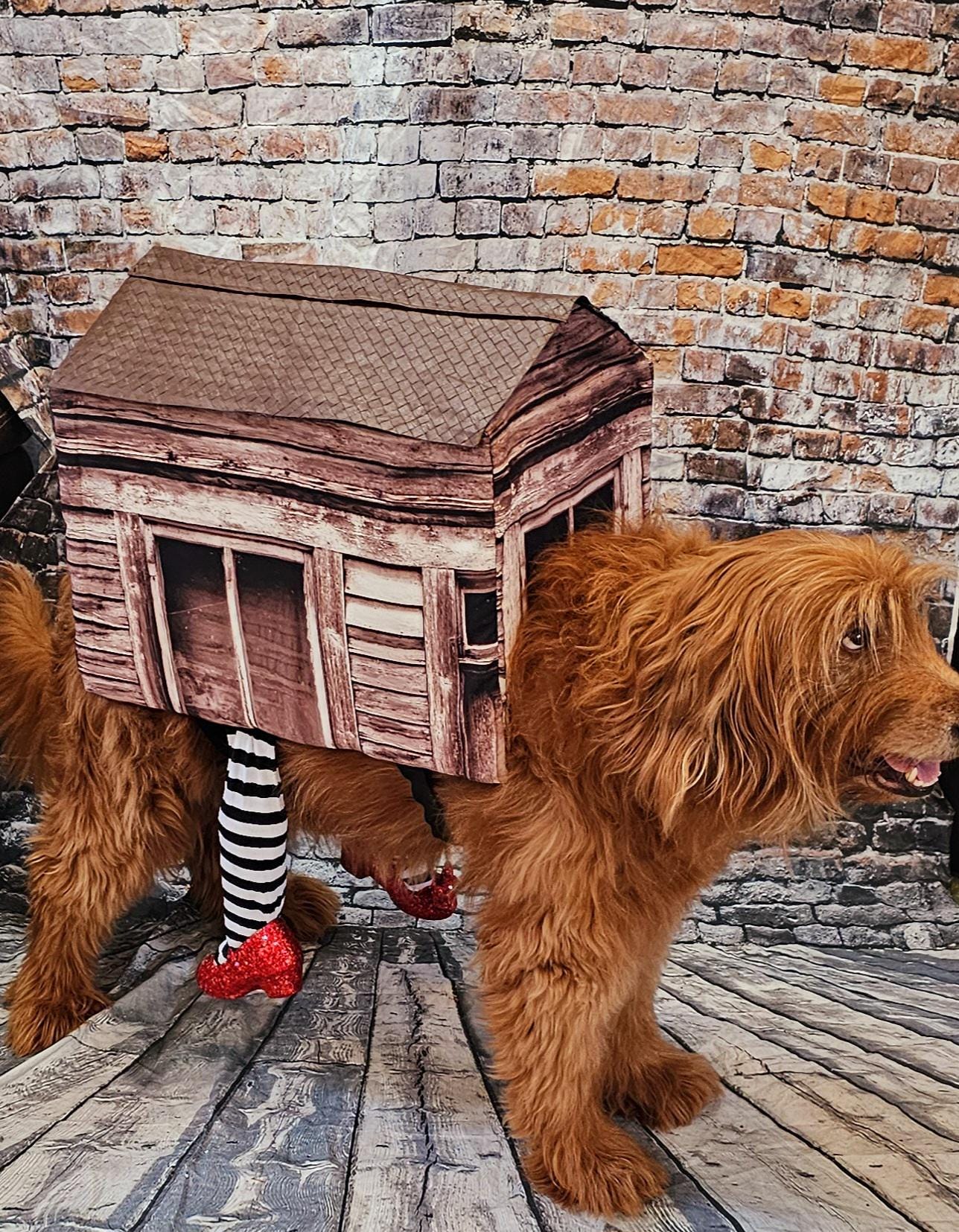 -  A Wicked Witch of the East pet costume, wicked witch East dog costume, wicked witch East cat costume, house pet costume, house dog costume