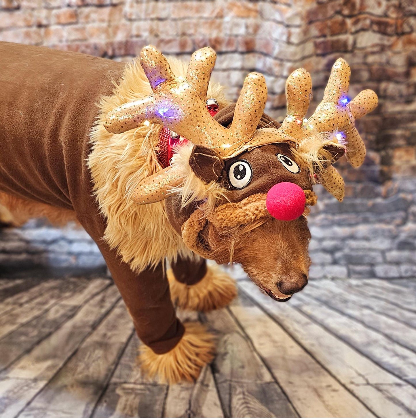Reindeer pet costume, Reindeer dog costume, Rudolph pet costume, Rudolph dog costume, Deer pet costume, Reindeer cat costume, deer dog