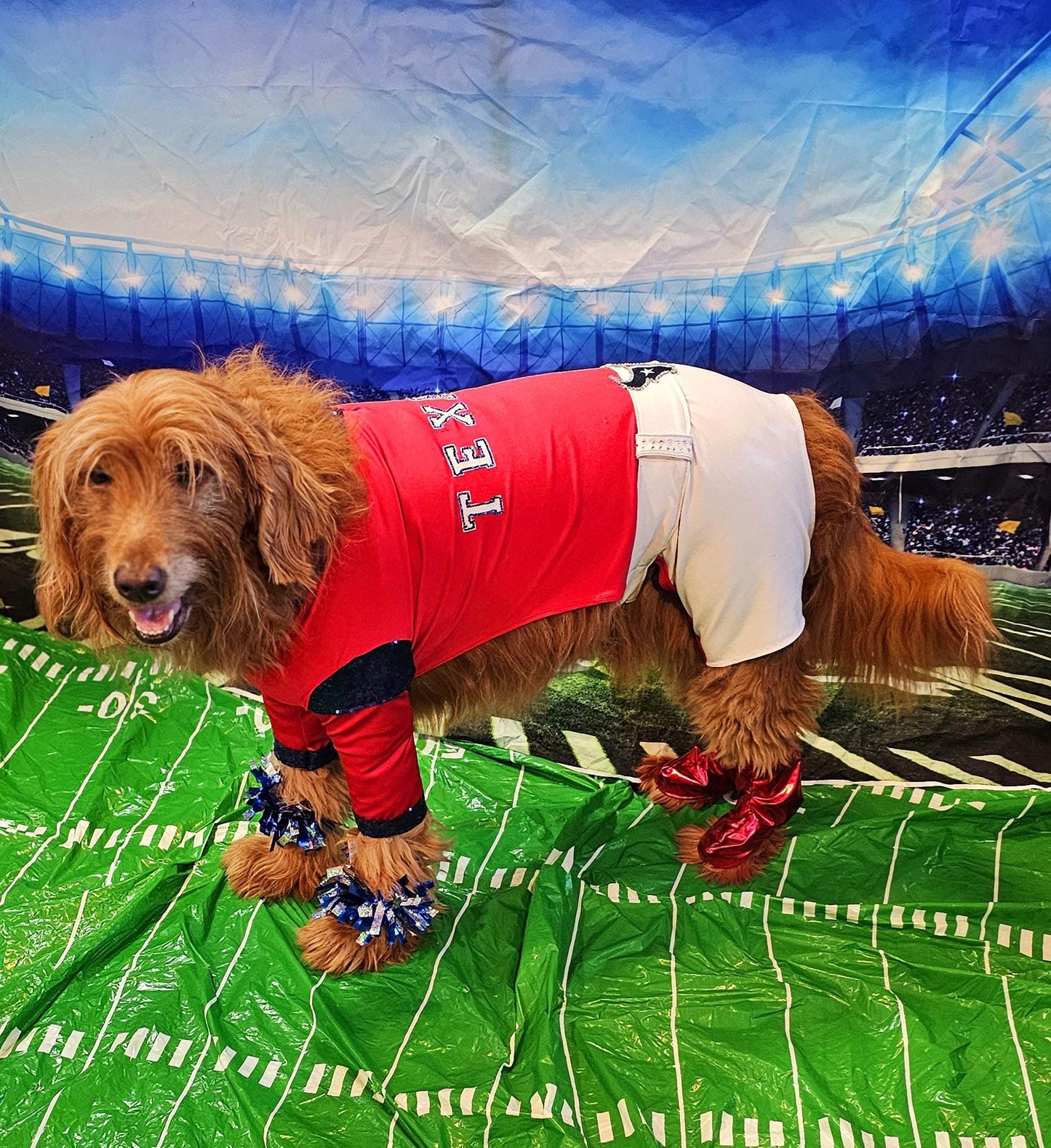 Houston Texans pet cheerleader costume, Texans dog cheerleader, Texans cat cheerleader