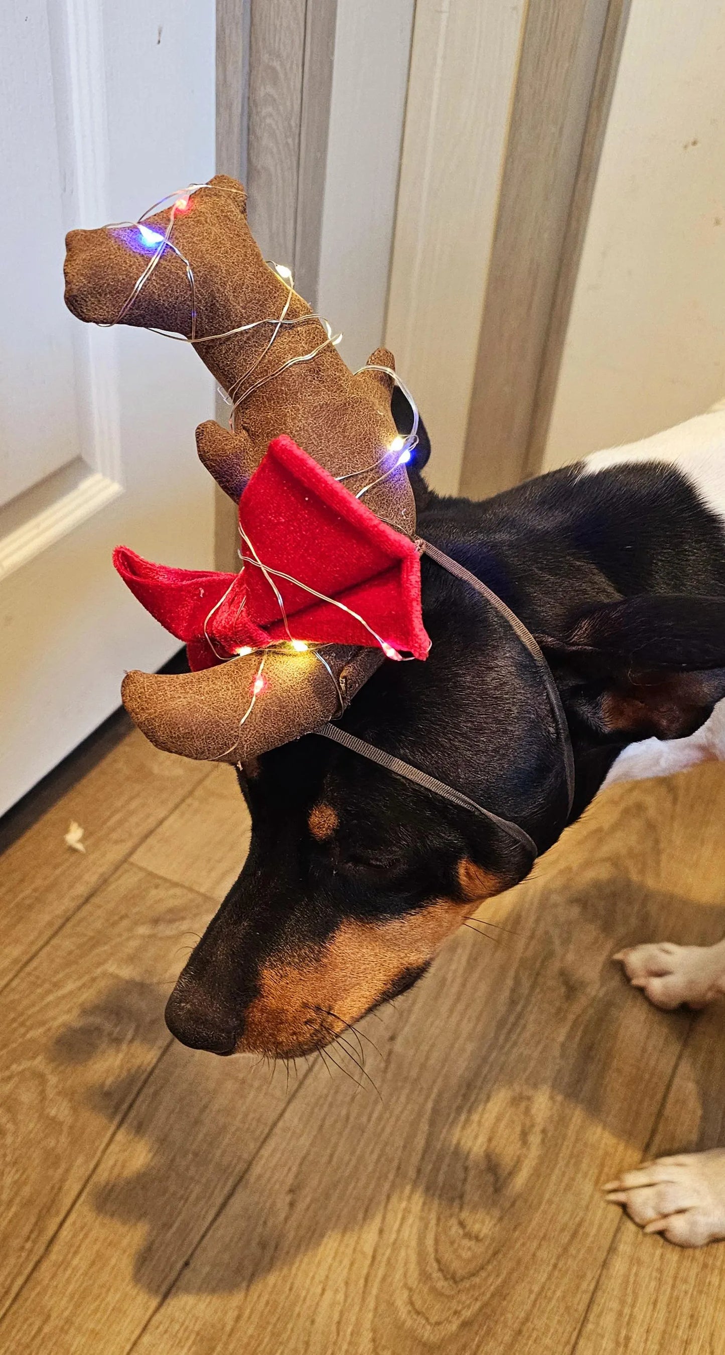 Max the Grinch pet antlers, Max the grinch that stole Christmas dog antlers, light up pet antlers, cat antlers, The Grinch Max antlers
