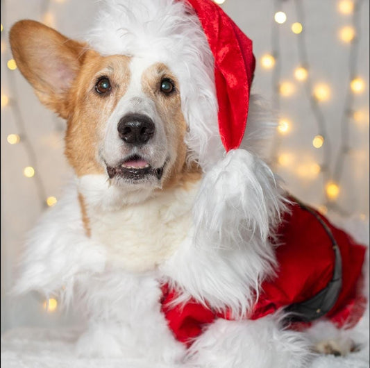 Pet Santa Costume, santa dog costume, santa full pet costume, santa cat costume, dog santa costume, Christmas pet costume, holiday pet