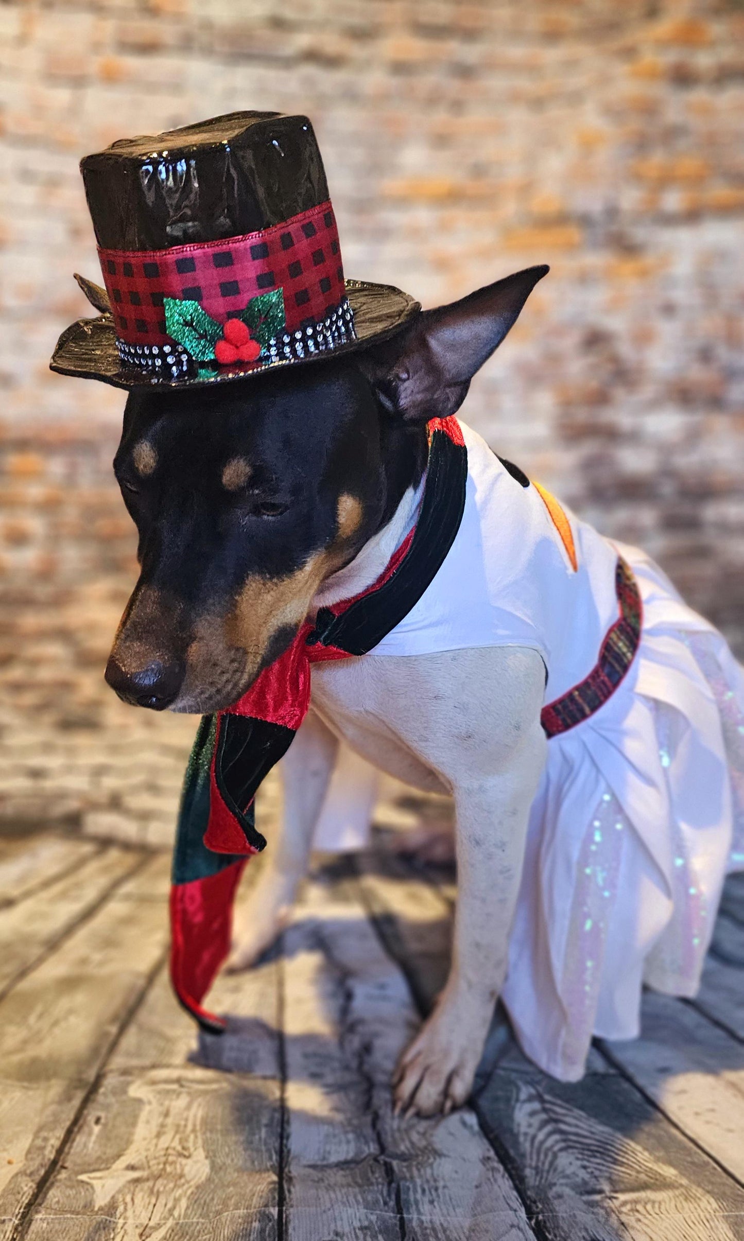 Snowman pet costume, Frosty the snowman pet costume, snowman dog costume, snowman cat costume, frosty pet costume, Christmas pet costume