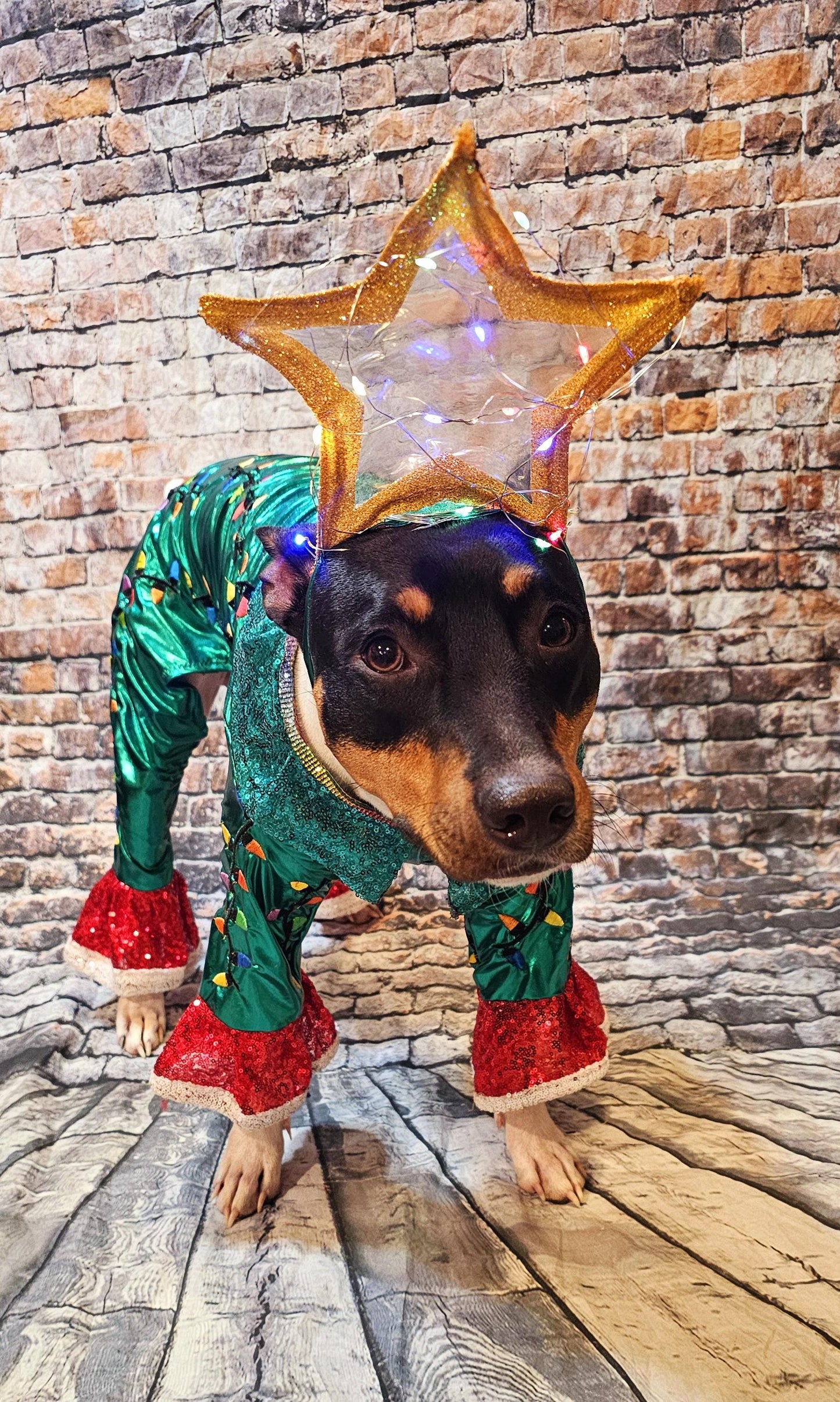 - Light up tree pet costume, Christmas tree pet costume, tree pet costume, light up tree pet costume, Christmas tree dog costume, light up Christmas tree cat costume
