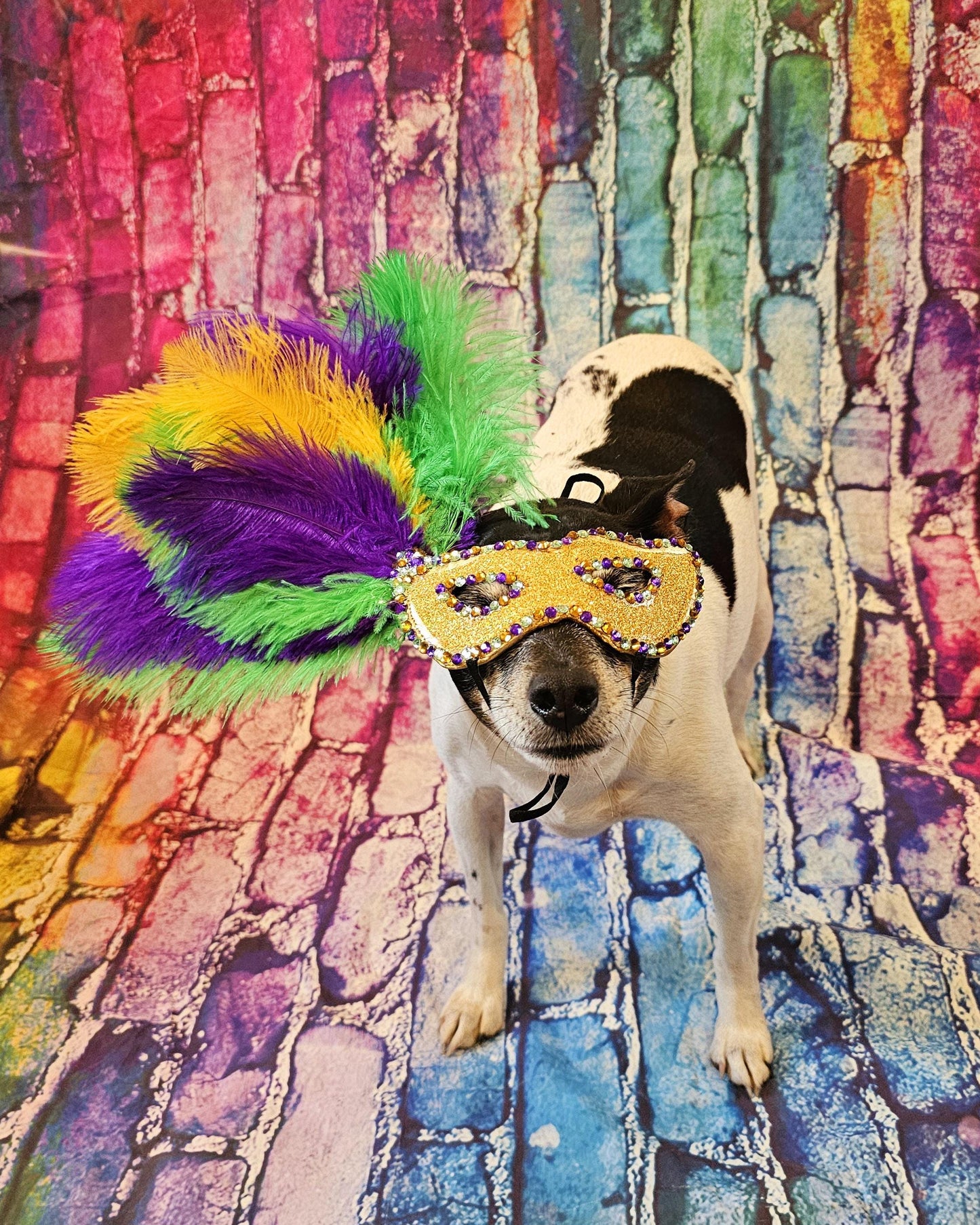 Mardi Gras Pet Masks, Mardi Gras Dog Mask, Fat Tuesday Dog Mask, Fat Tuesday Pet Mask, Mardi Gras Cat Mask, Pet Costume Mask, Dog Mask Inactive